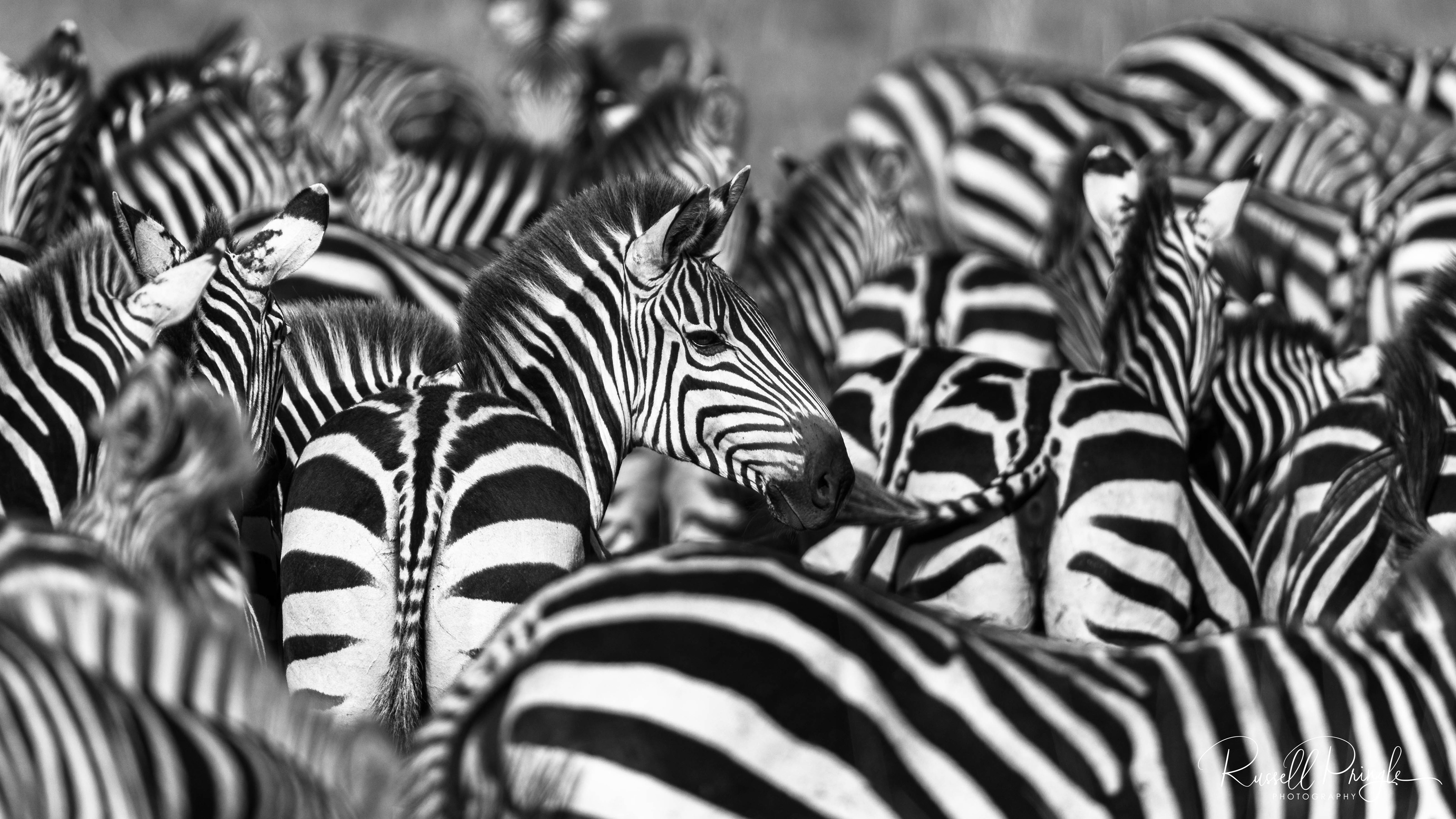 Zebra-Masai Mara