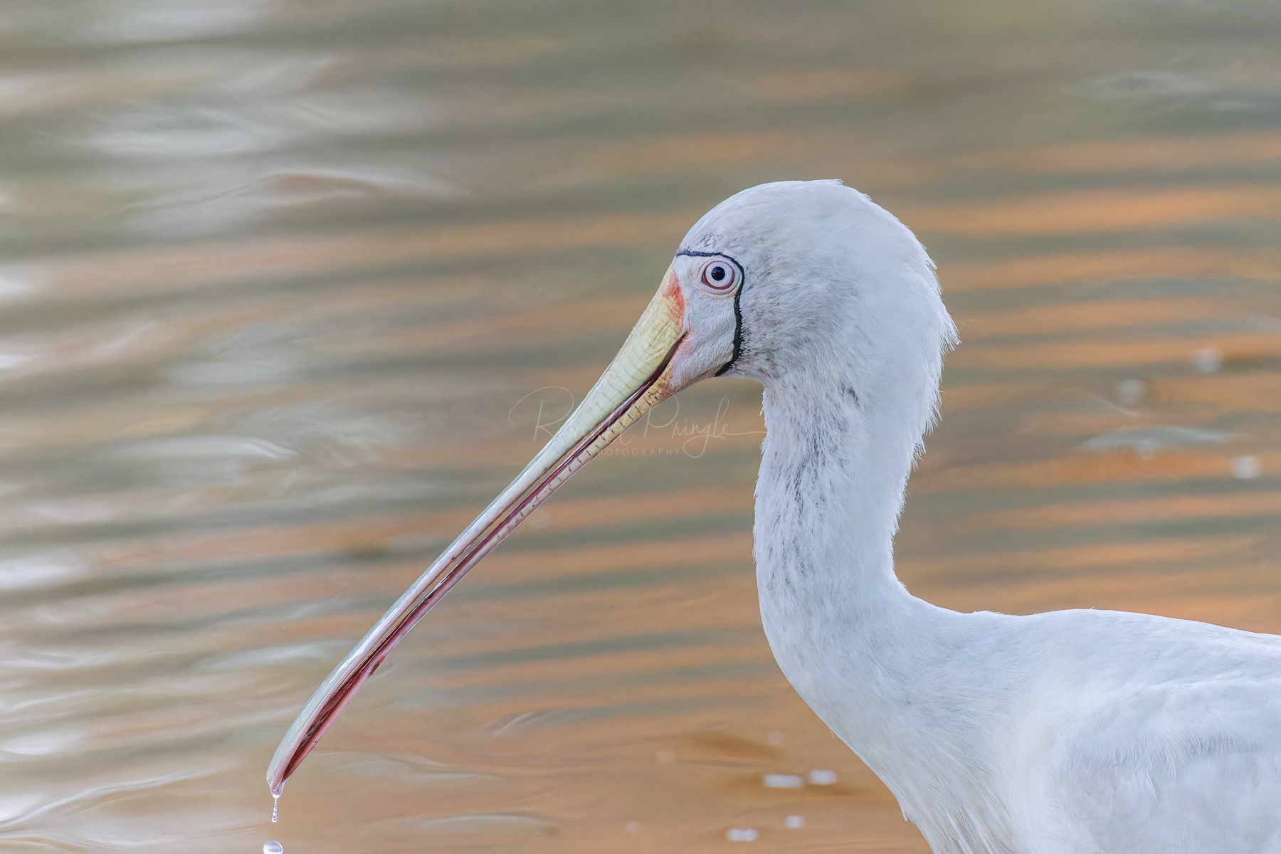 Yellow-billed Spoonbill