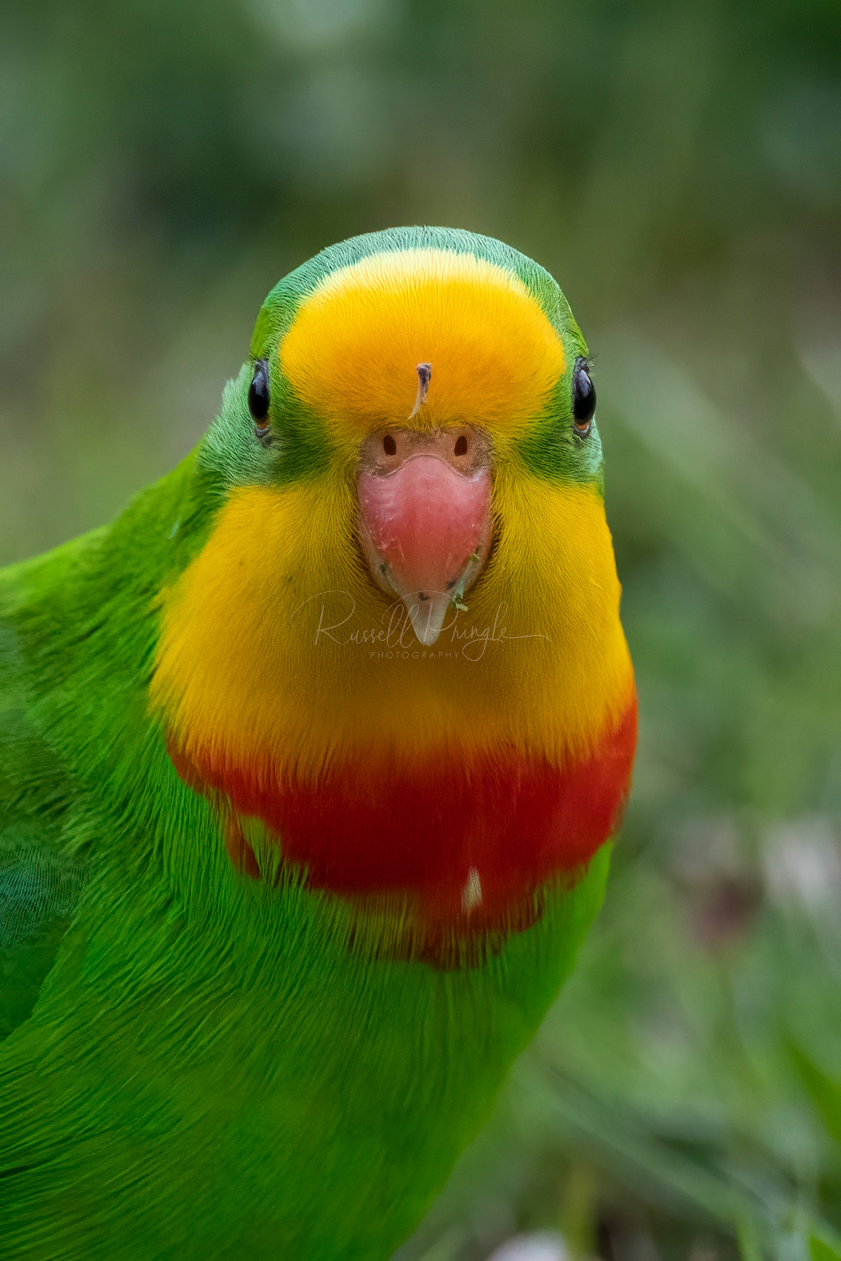 Superb Parrot (male)