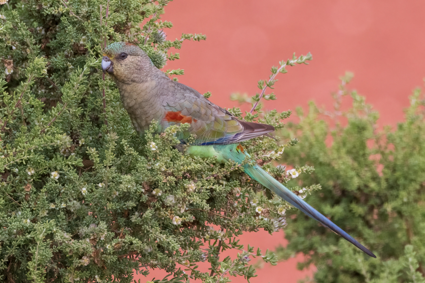 Mulga Parrot (female)