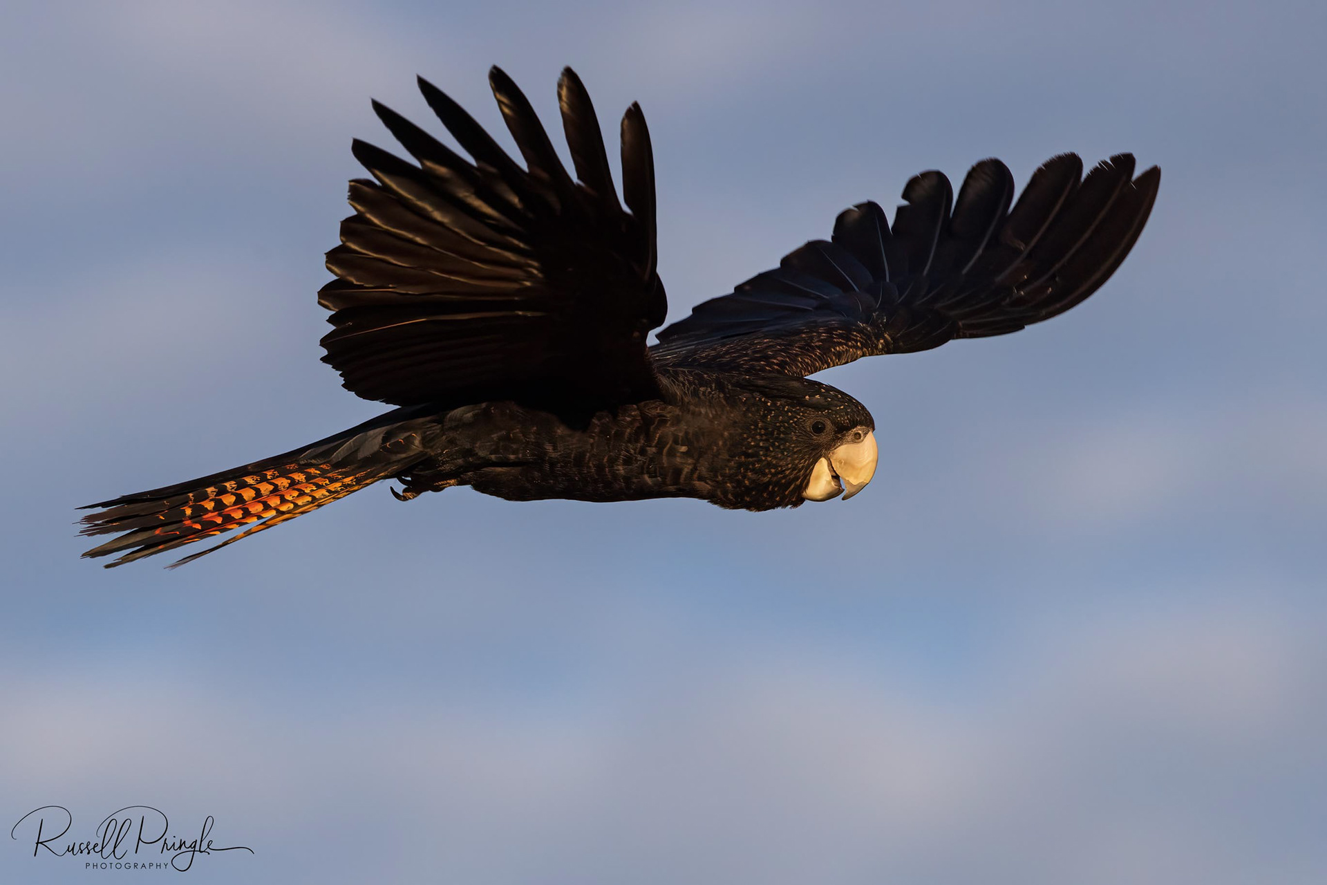Red-tailed Black Cockatoo