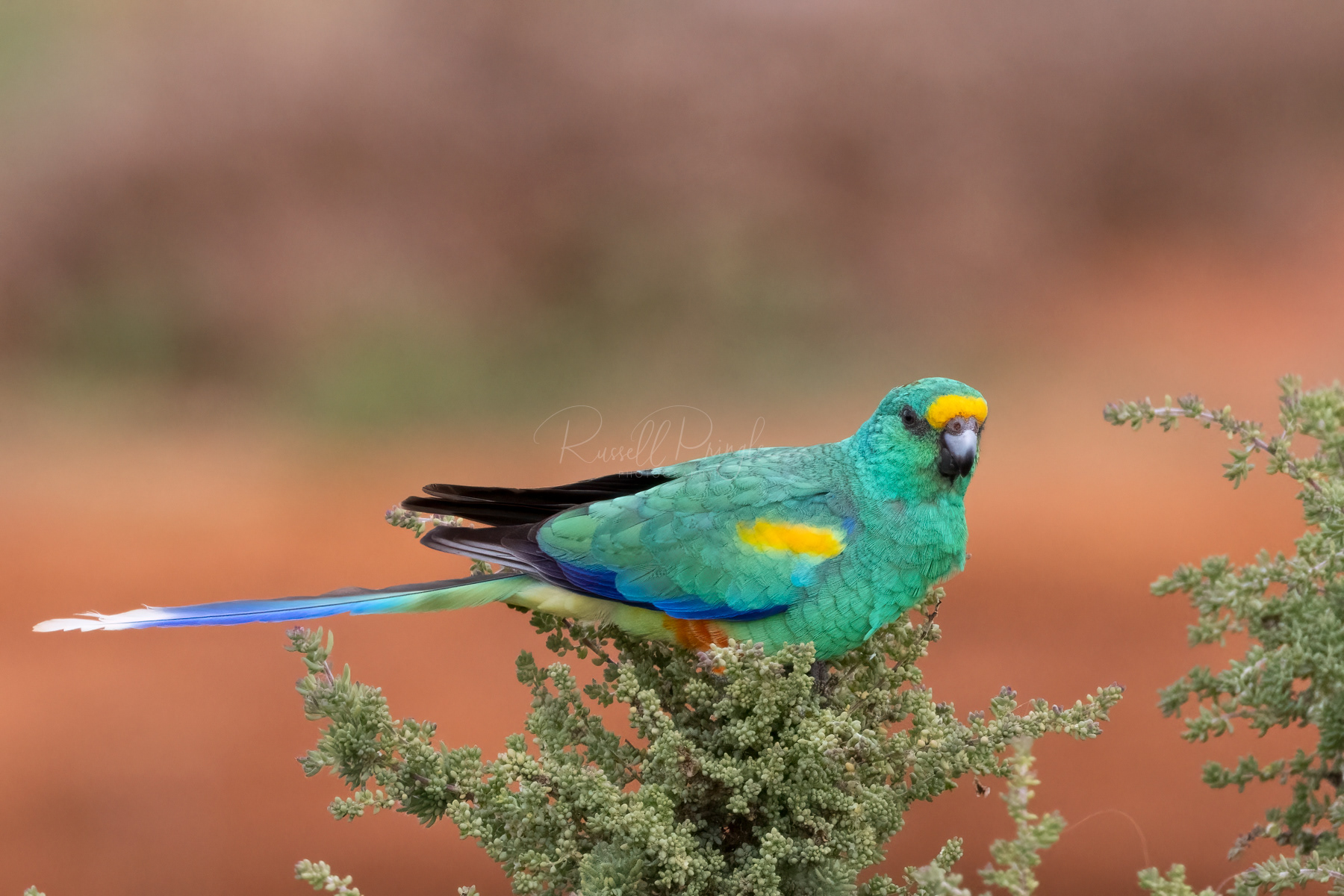 Mulga Parrot (male)