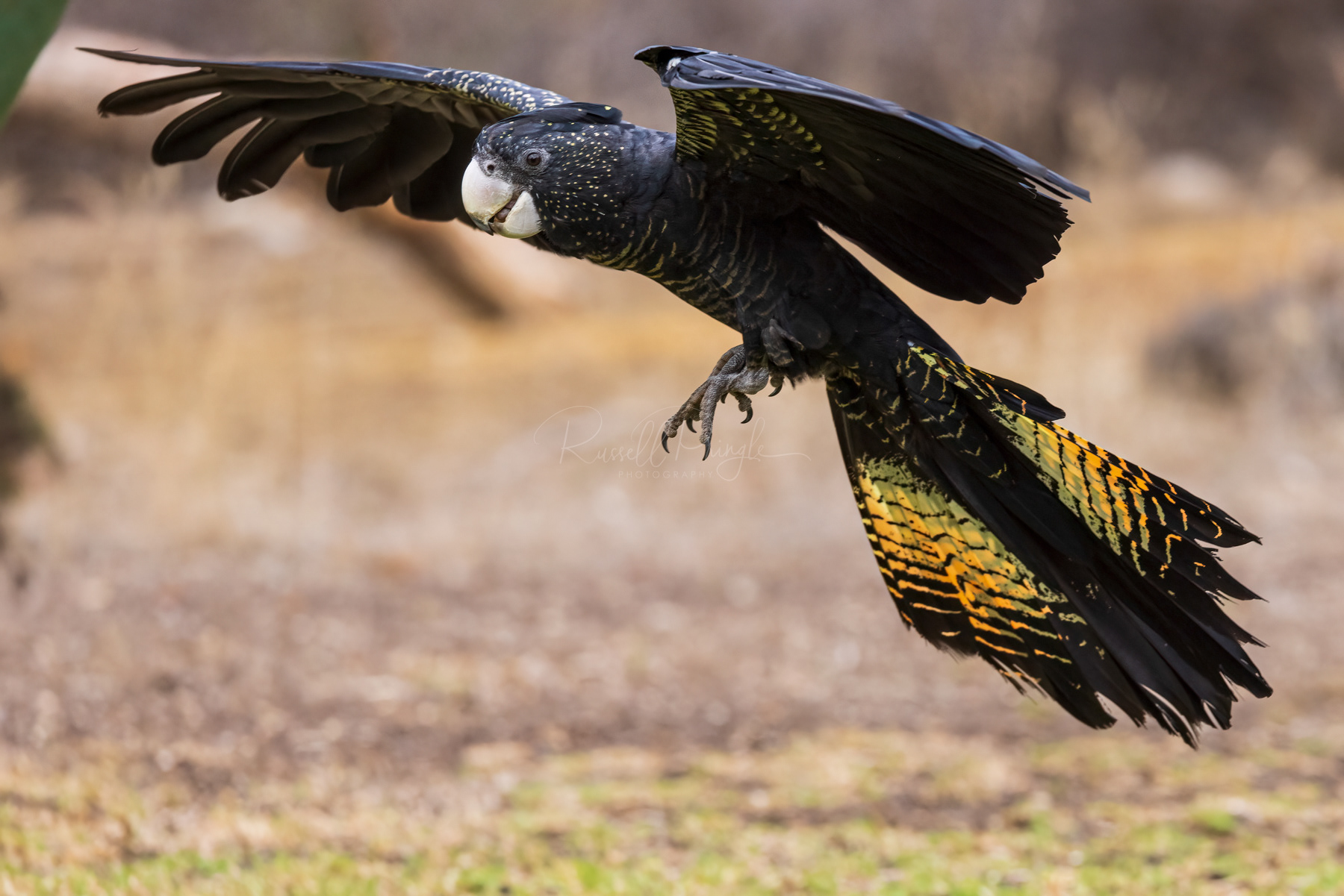 Red-tailed Black Cockatoo