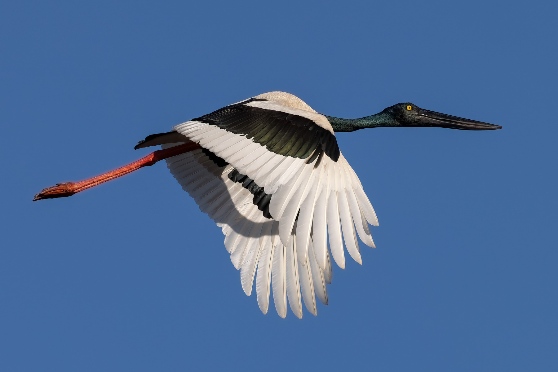Black-necked Stork (female)