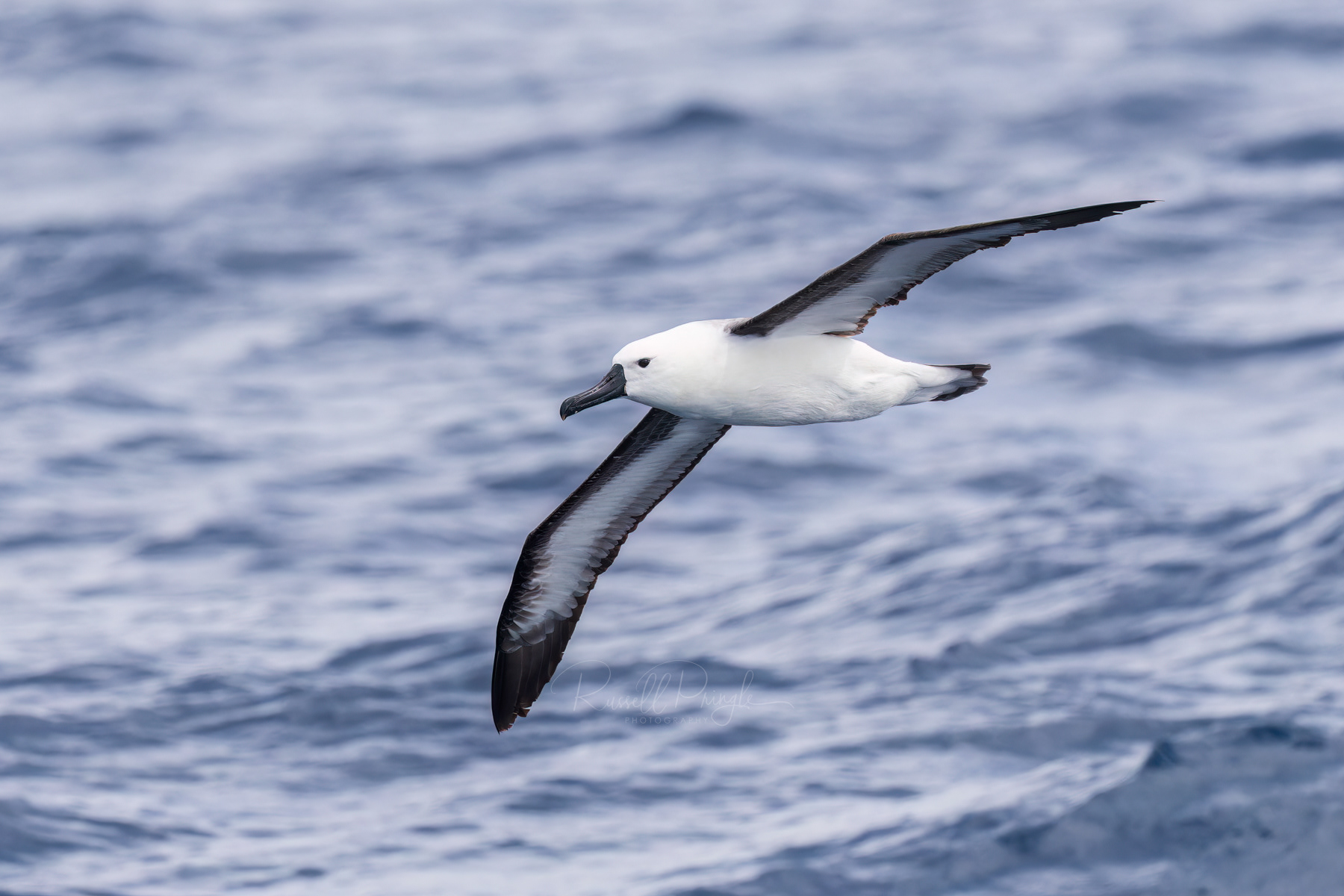 Indian Yellow Nosed Albatross (juvinile)