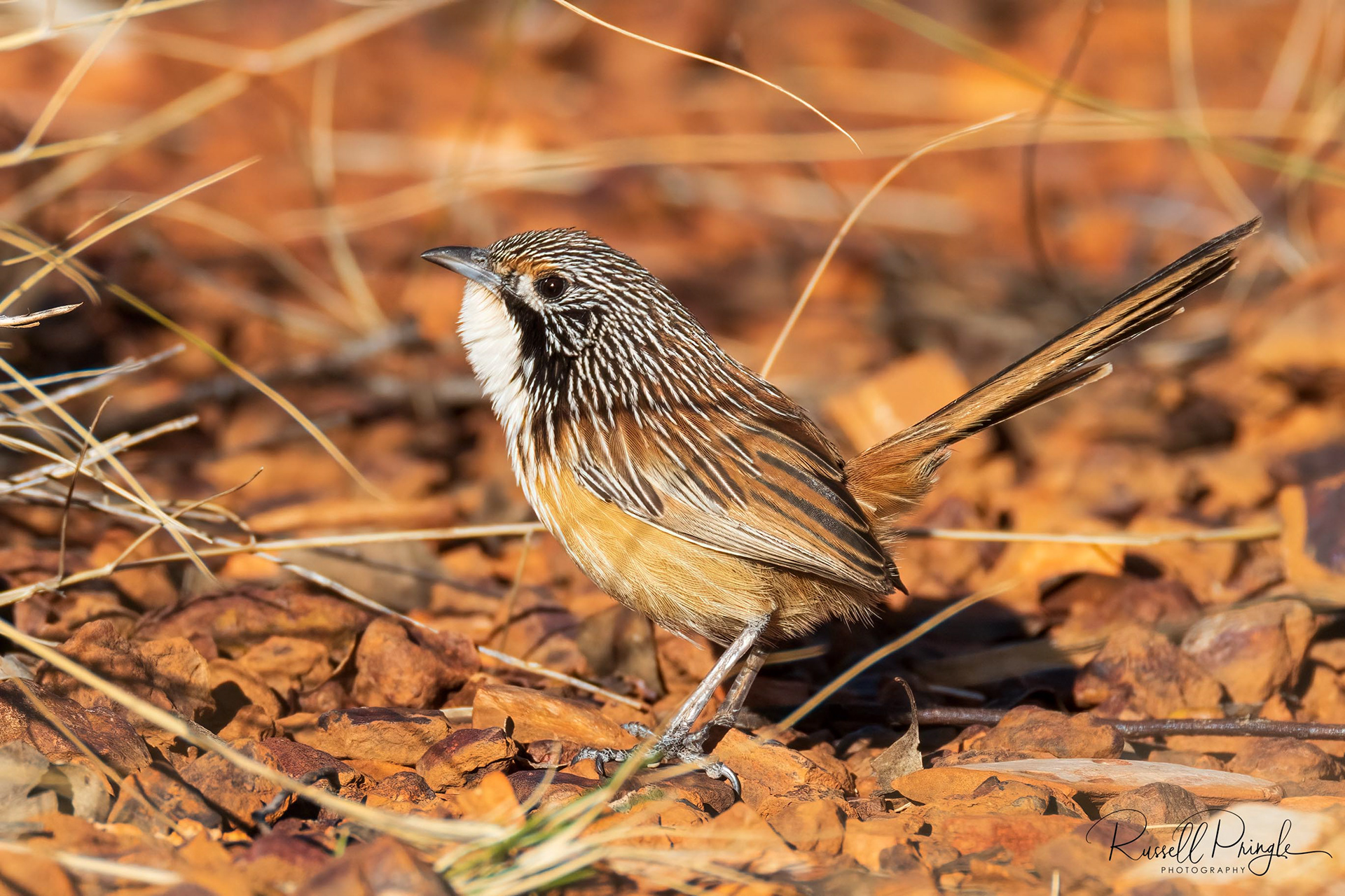 Carpentarian Grasswren