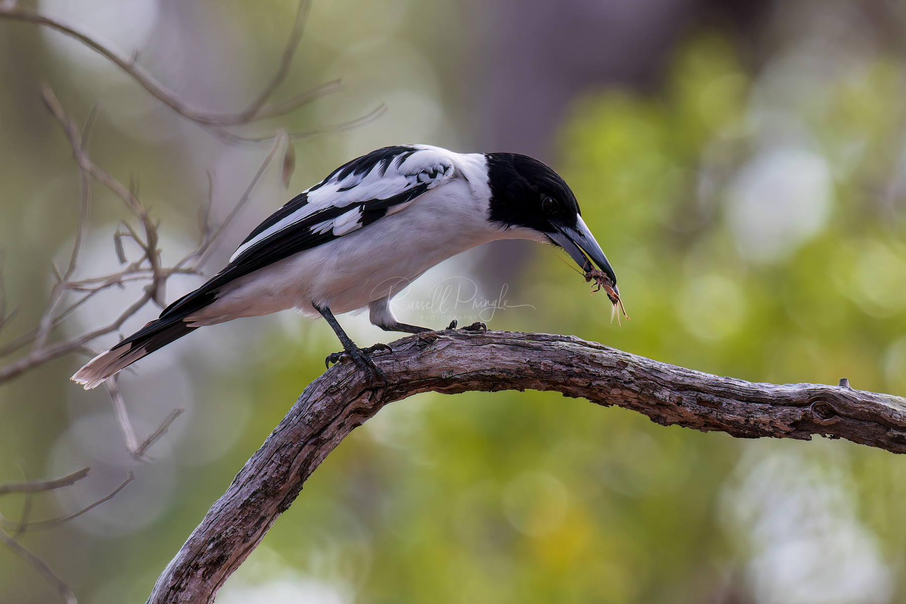 Black-backed Butcherbird