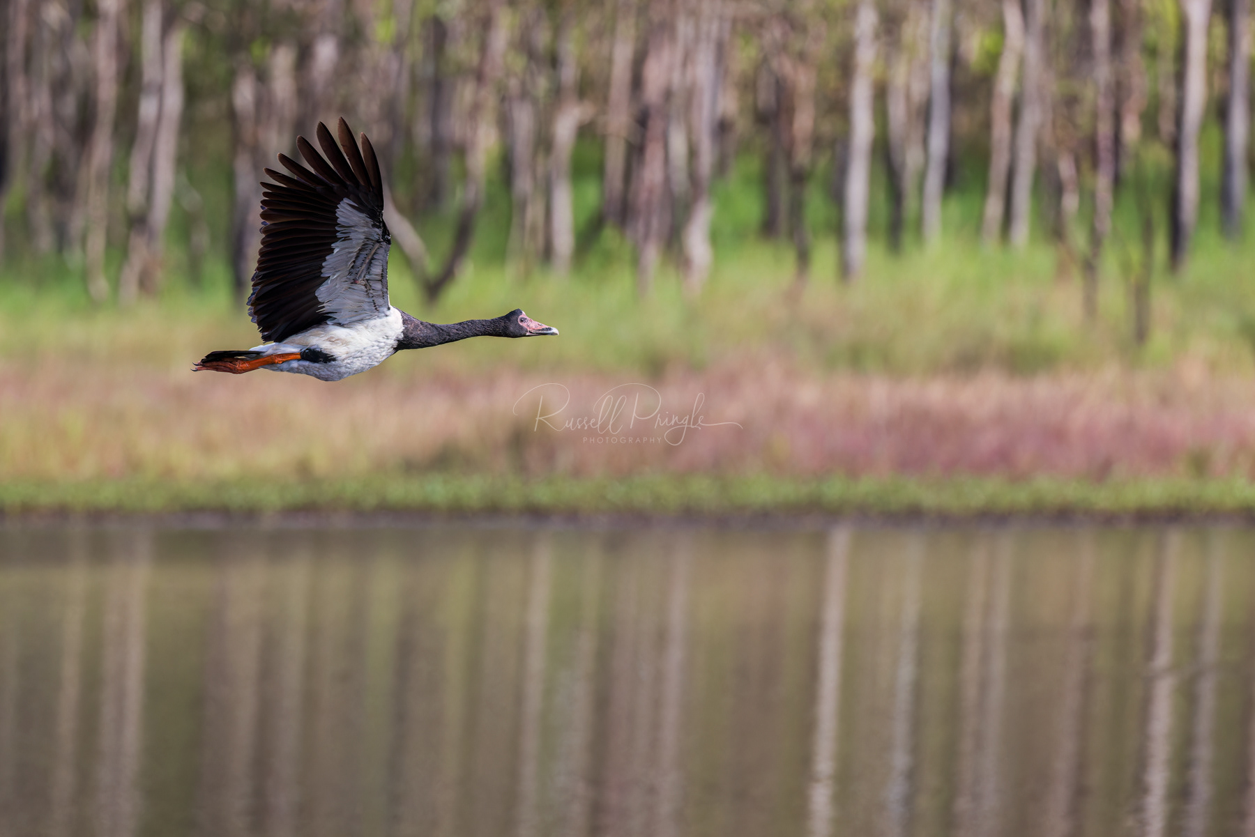 Magpie Goose