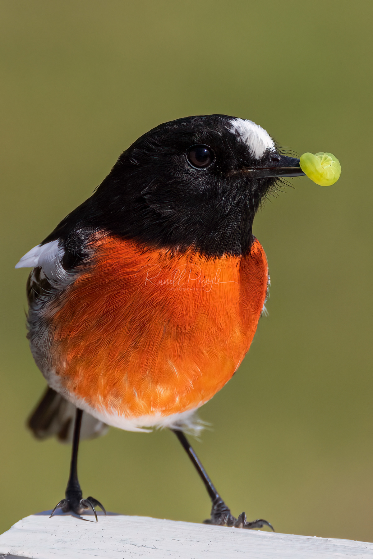 Scarlet Robin (male)