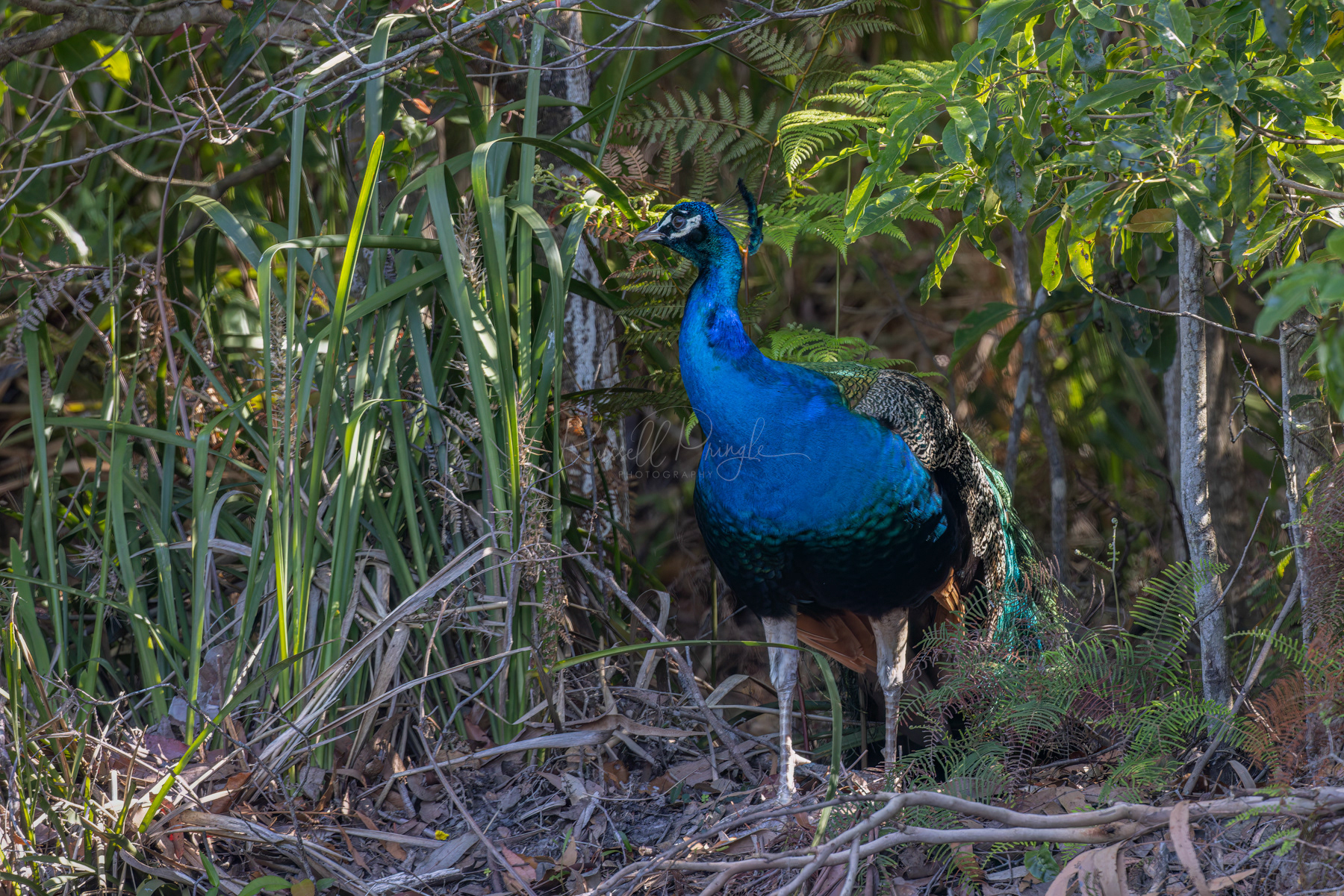 Indian Peafowl (feral)