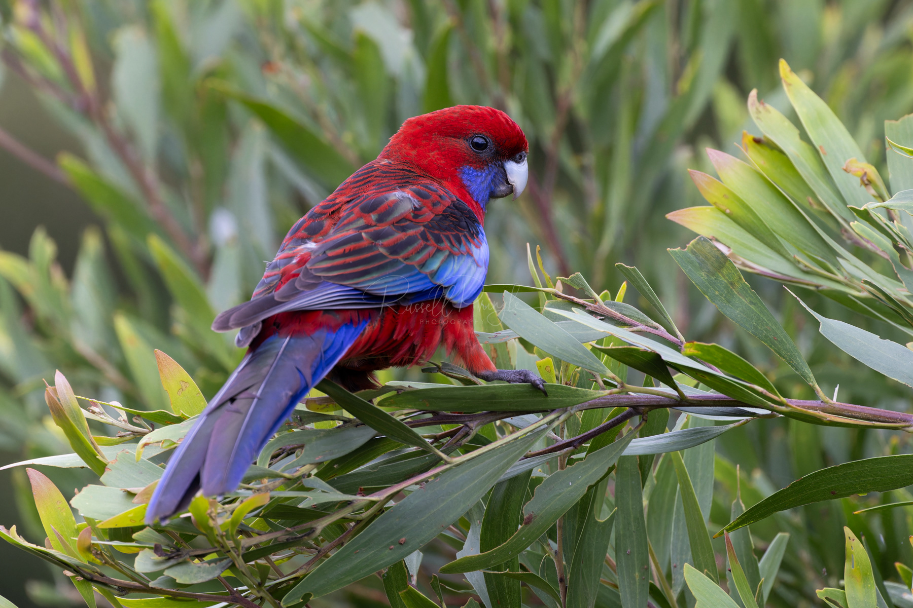 Crimson Rosella