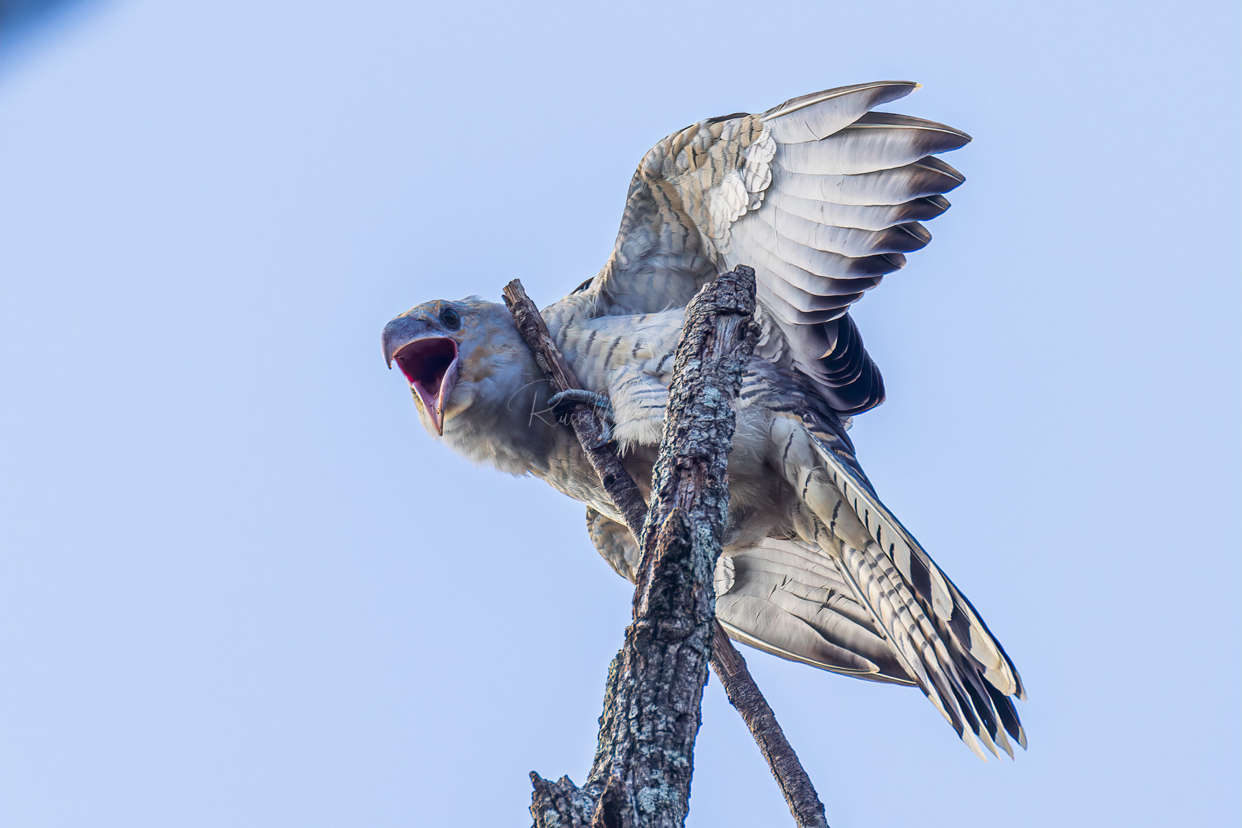 Channel-billed Cuckoo (juvinile)