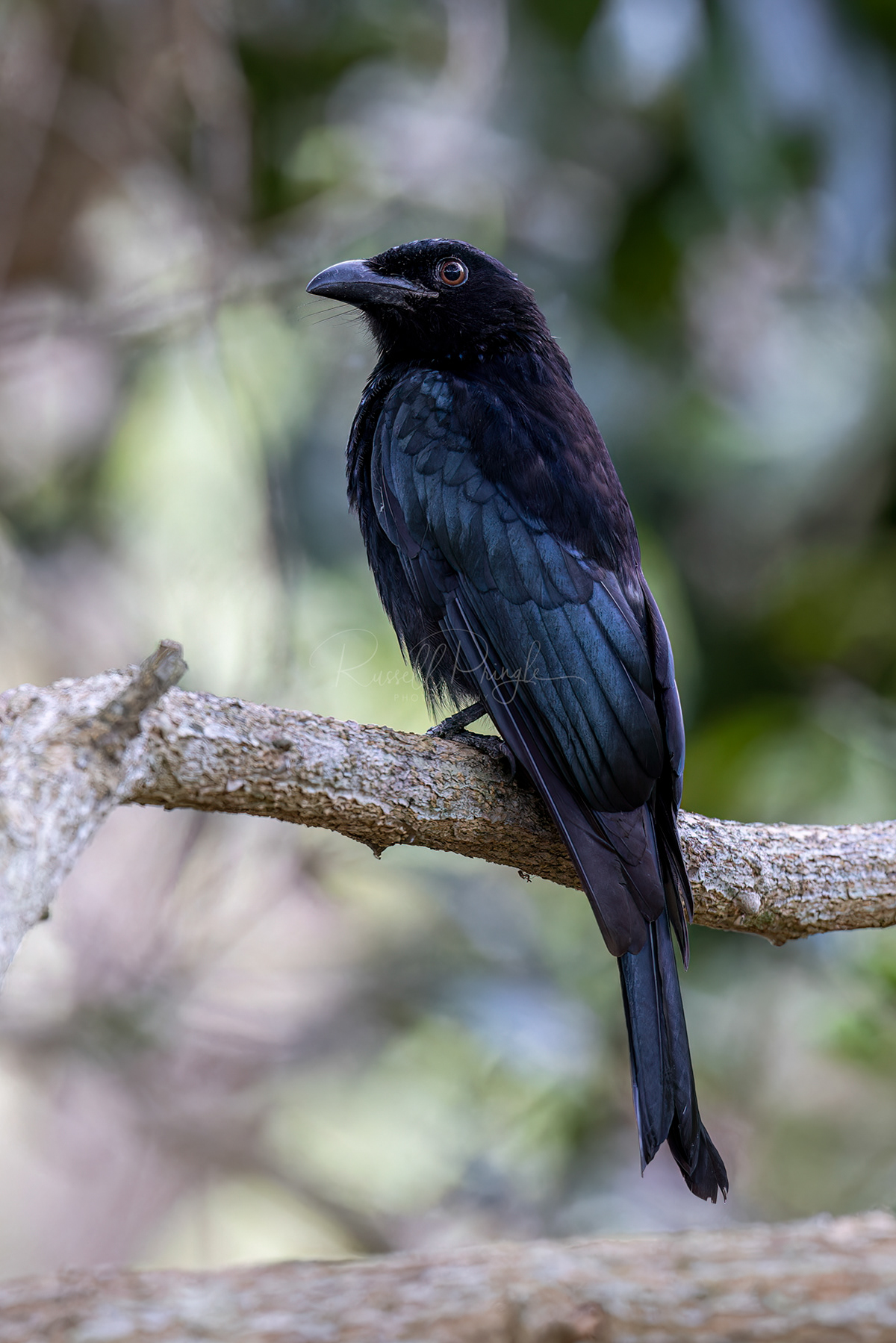 Spangled Drongo