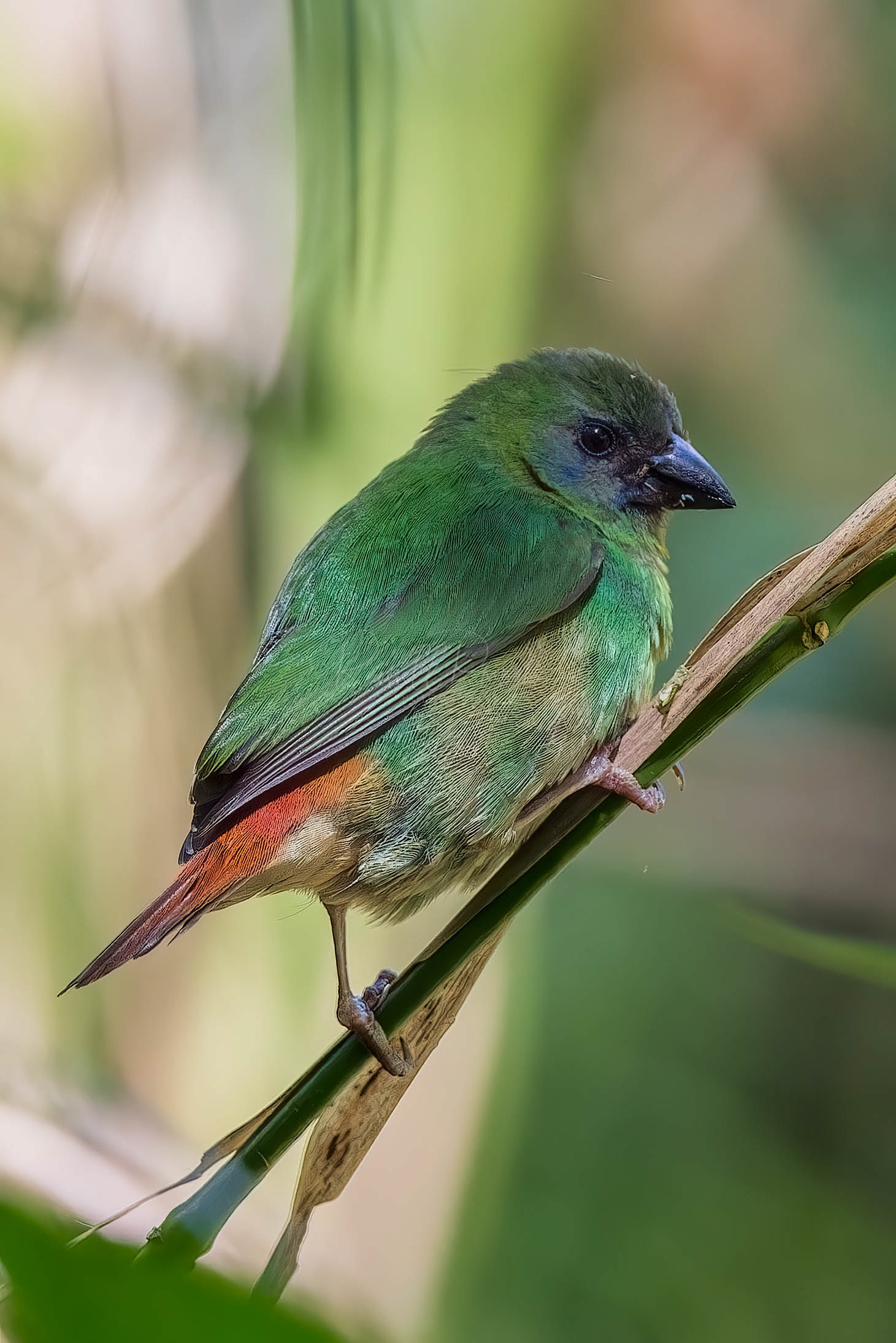 Blue-faced Parrot-Finch