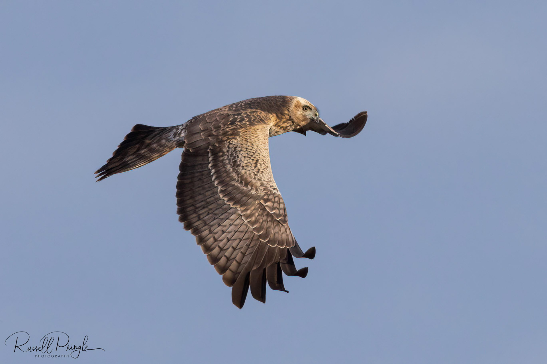 Spotted Harrier (Juvenile)