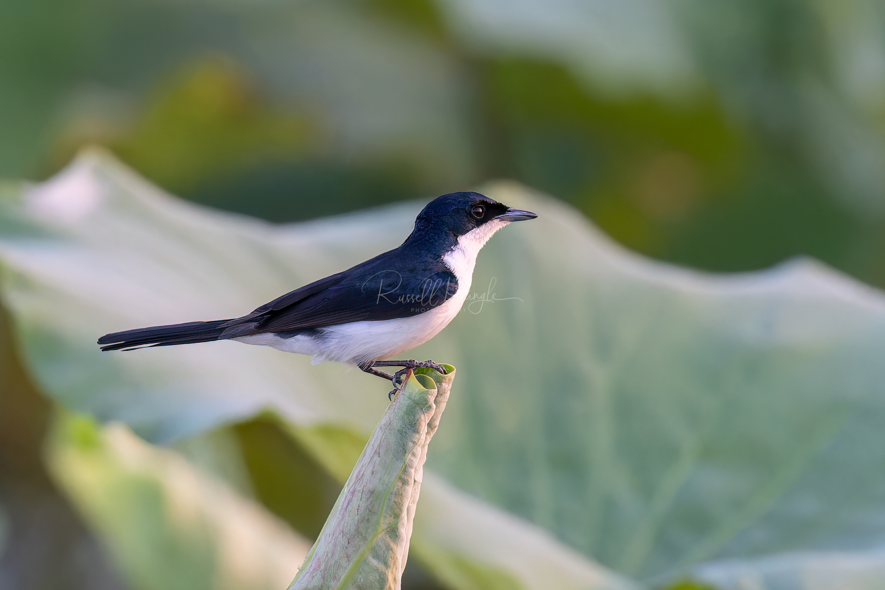 Paperbark Flycatcher