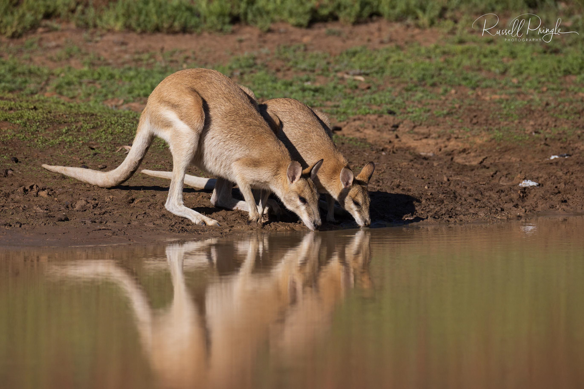 Agile Wallaby's
