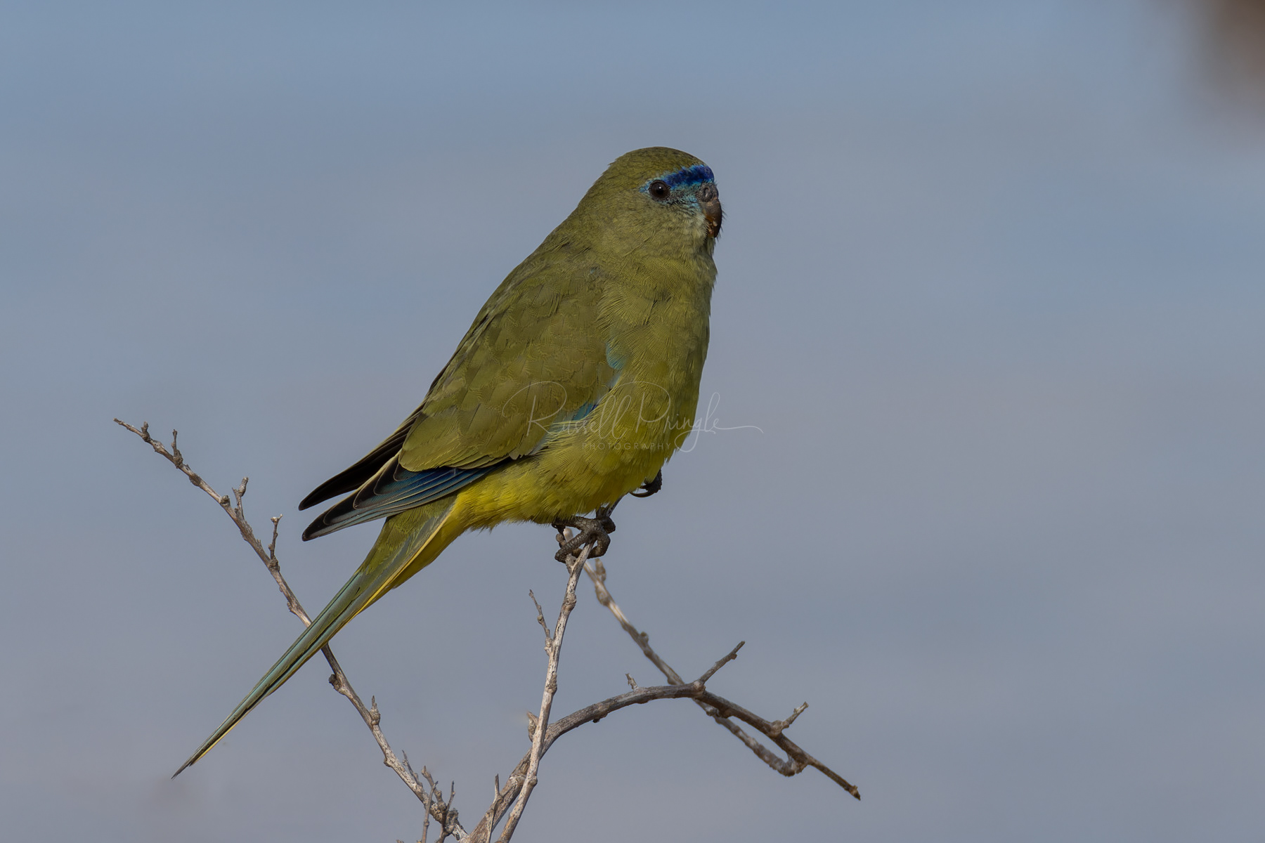 Rock Parrot