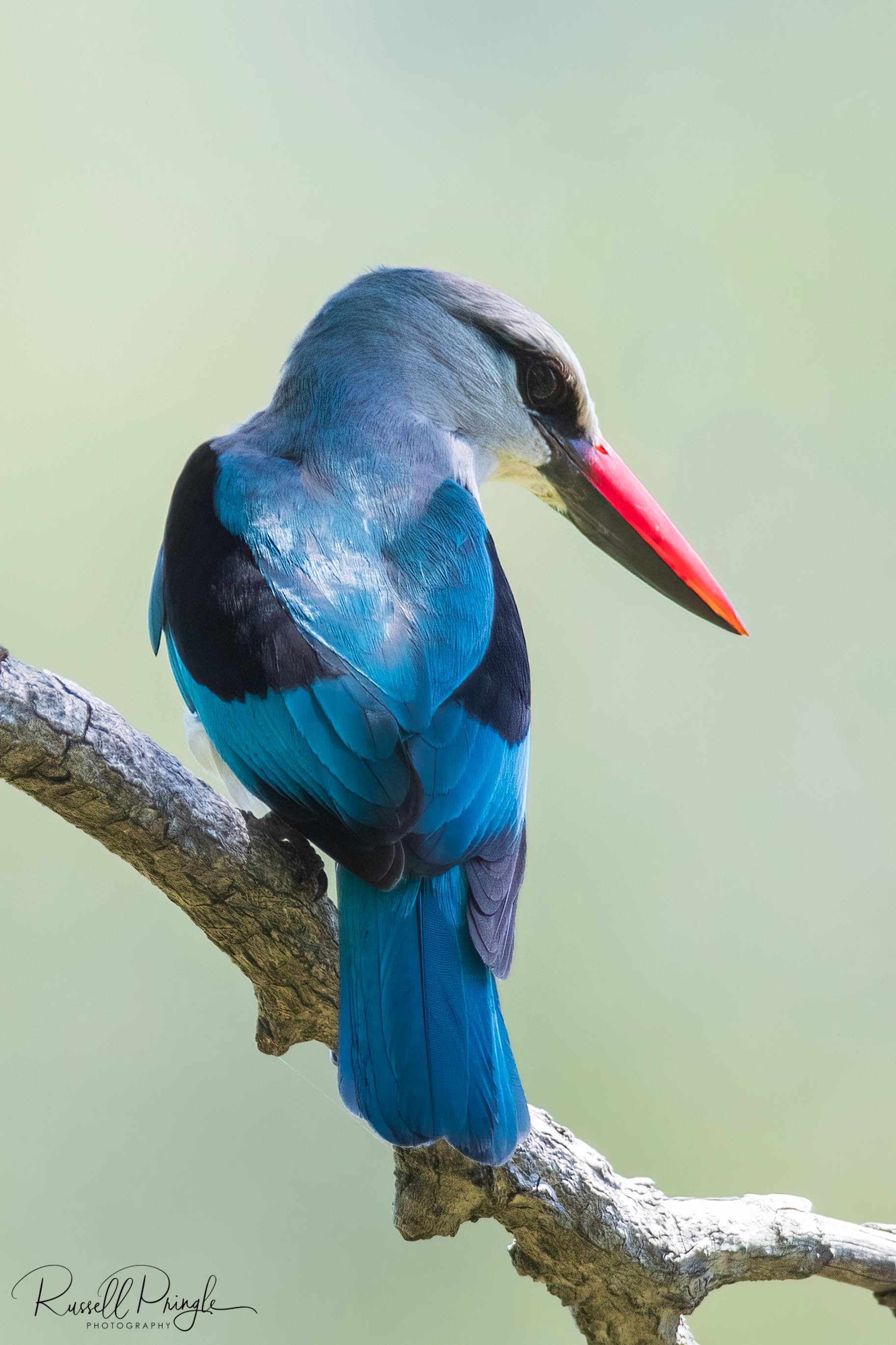Woodland Kingfisher
