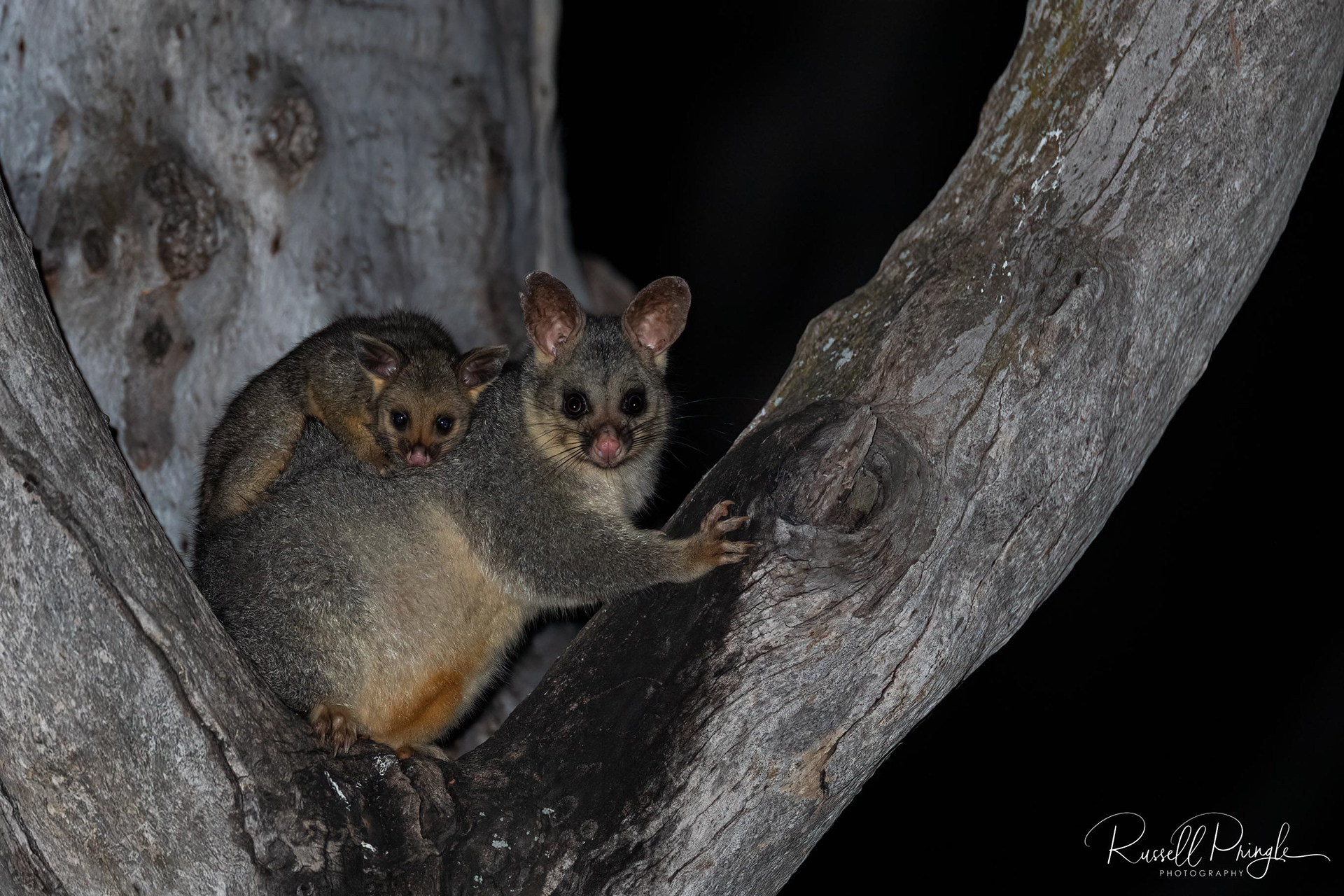 Brush-tailed Possums