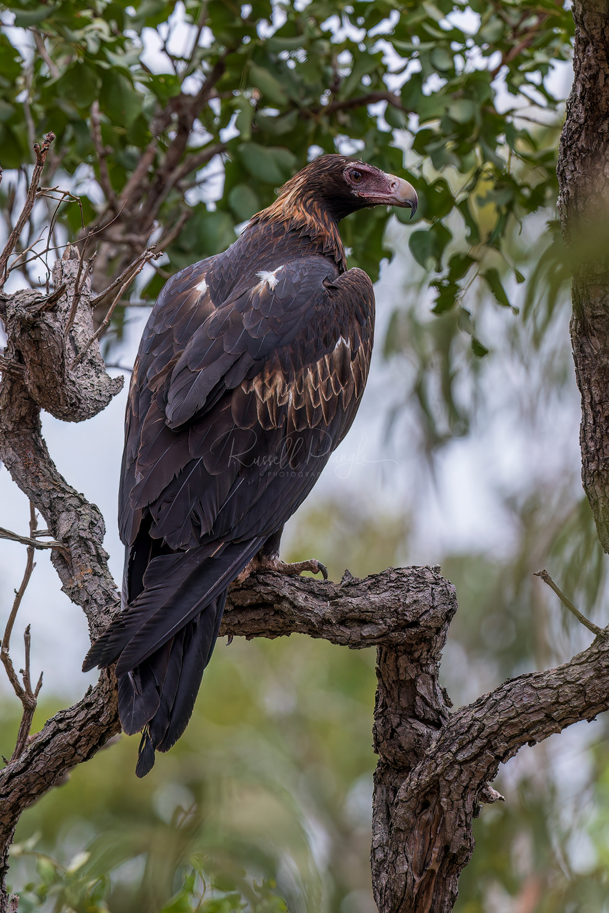 Wedge-tailed Eagle