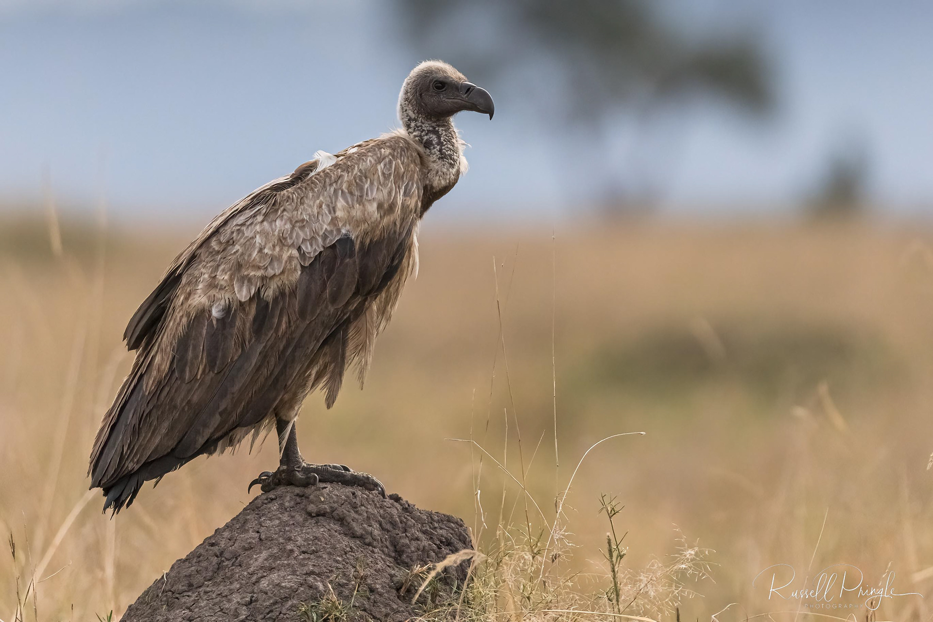 White-backed Vulture