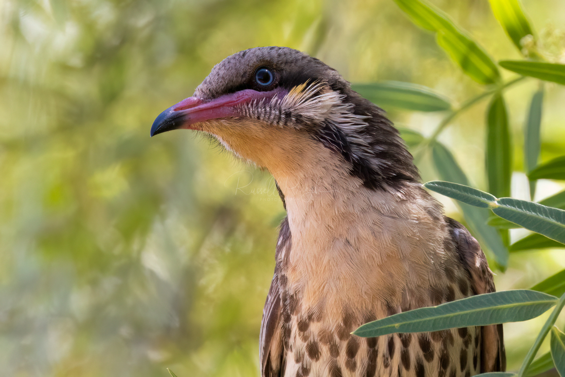 Spiny-cheeked Honeyeater