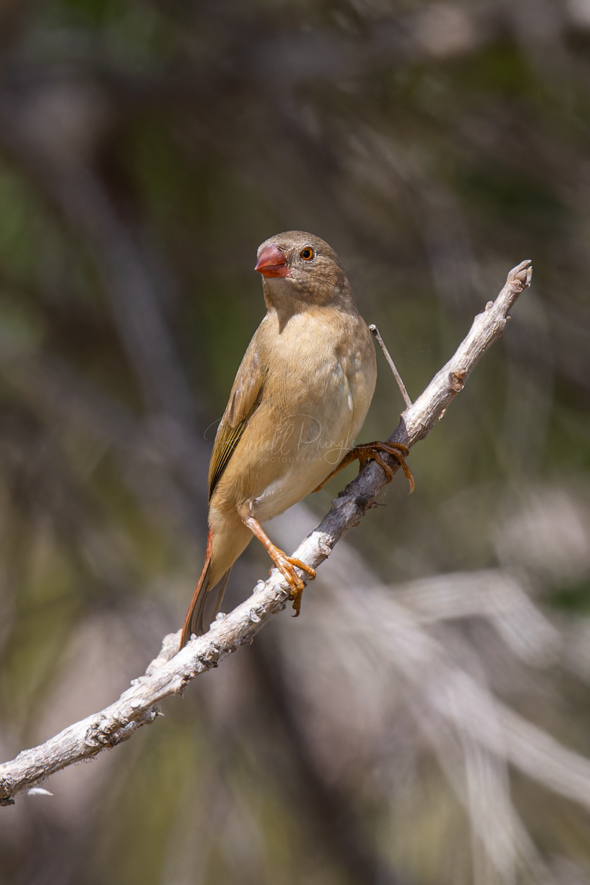 White-bellied Crimson Finch (juvinile)