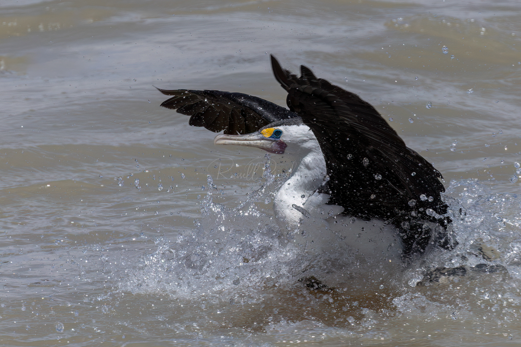 Pied Cormorant