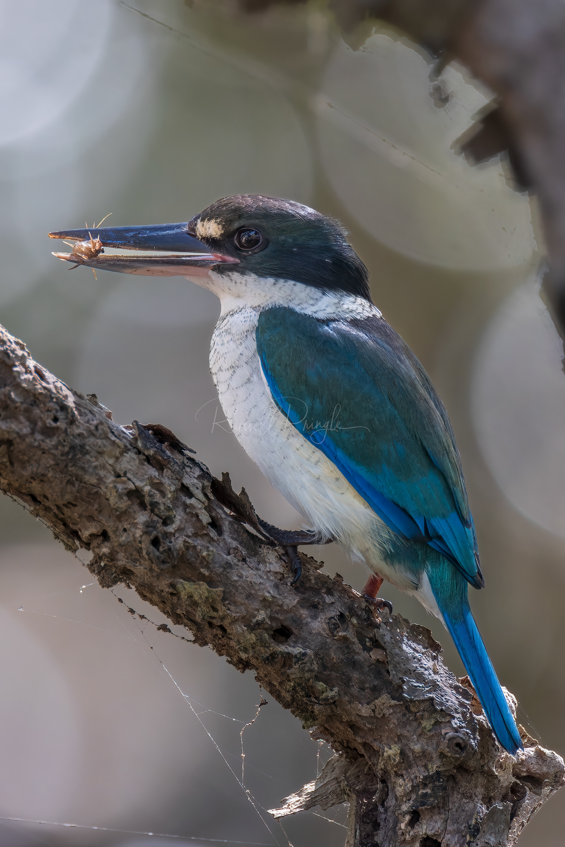 Torresian Kingfisher