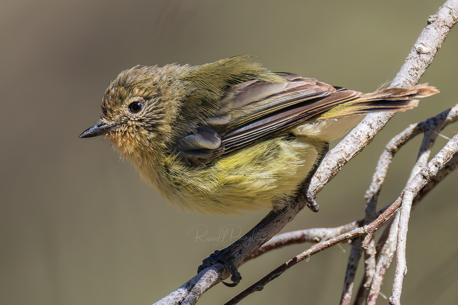 Yellow Thornbill