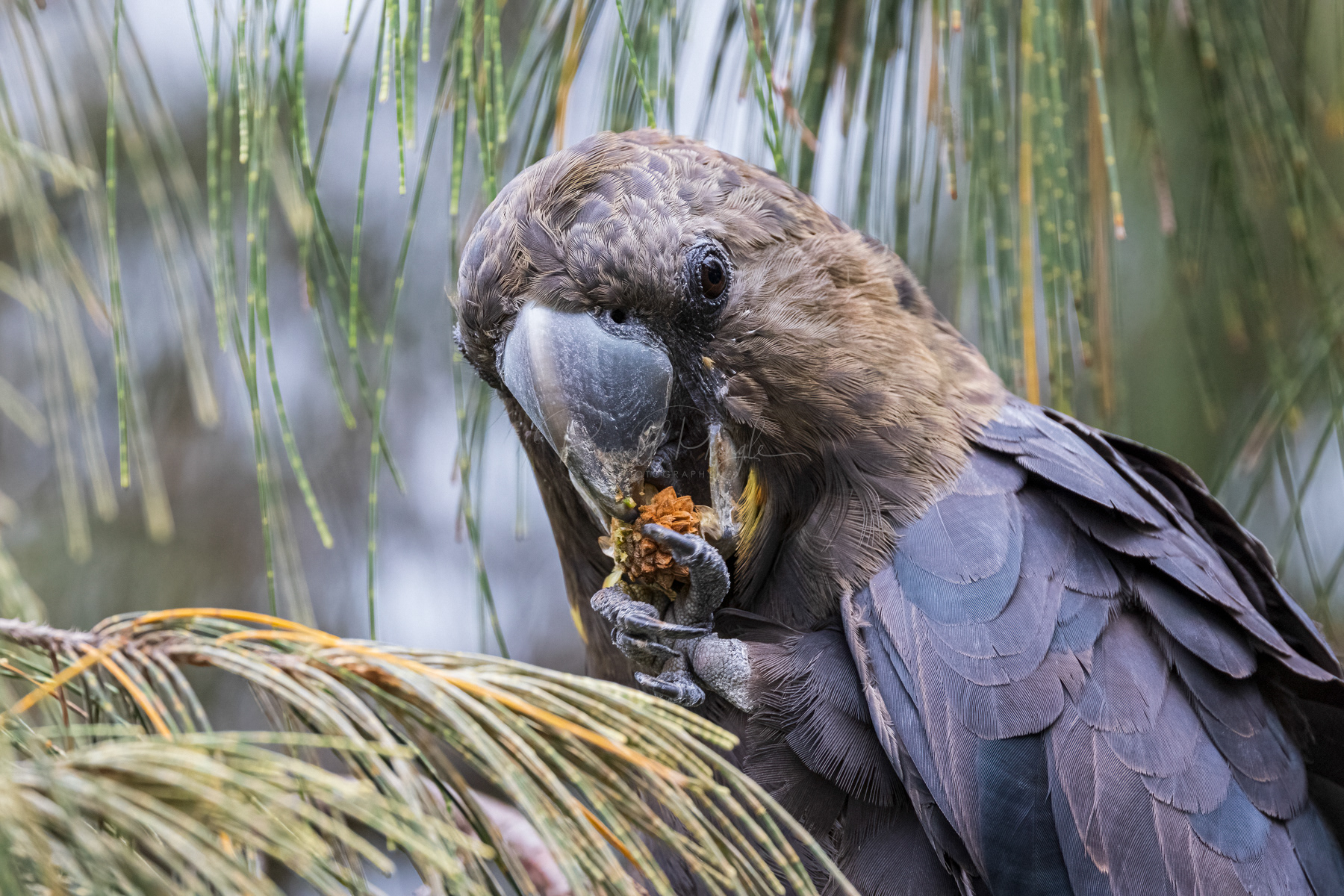 Glossy Black Cockatoo (male)