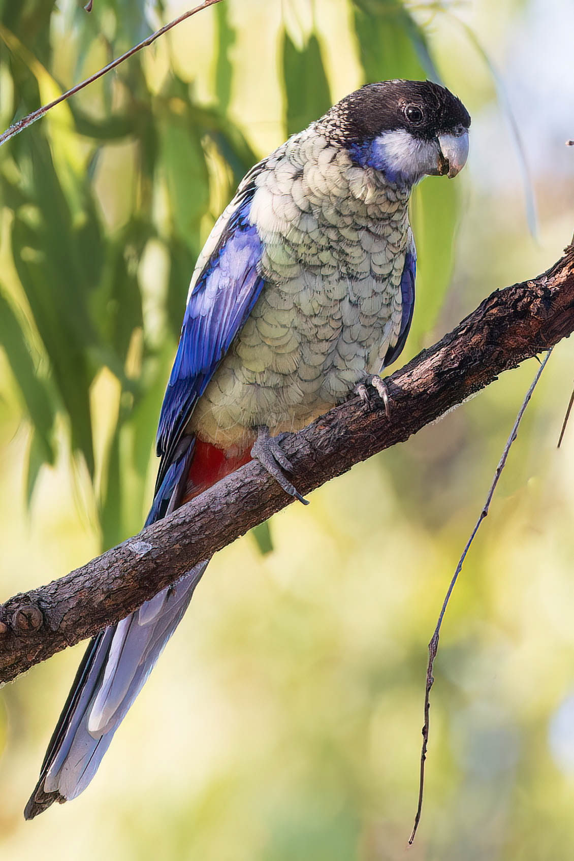 Northern Rosella (female)