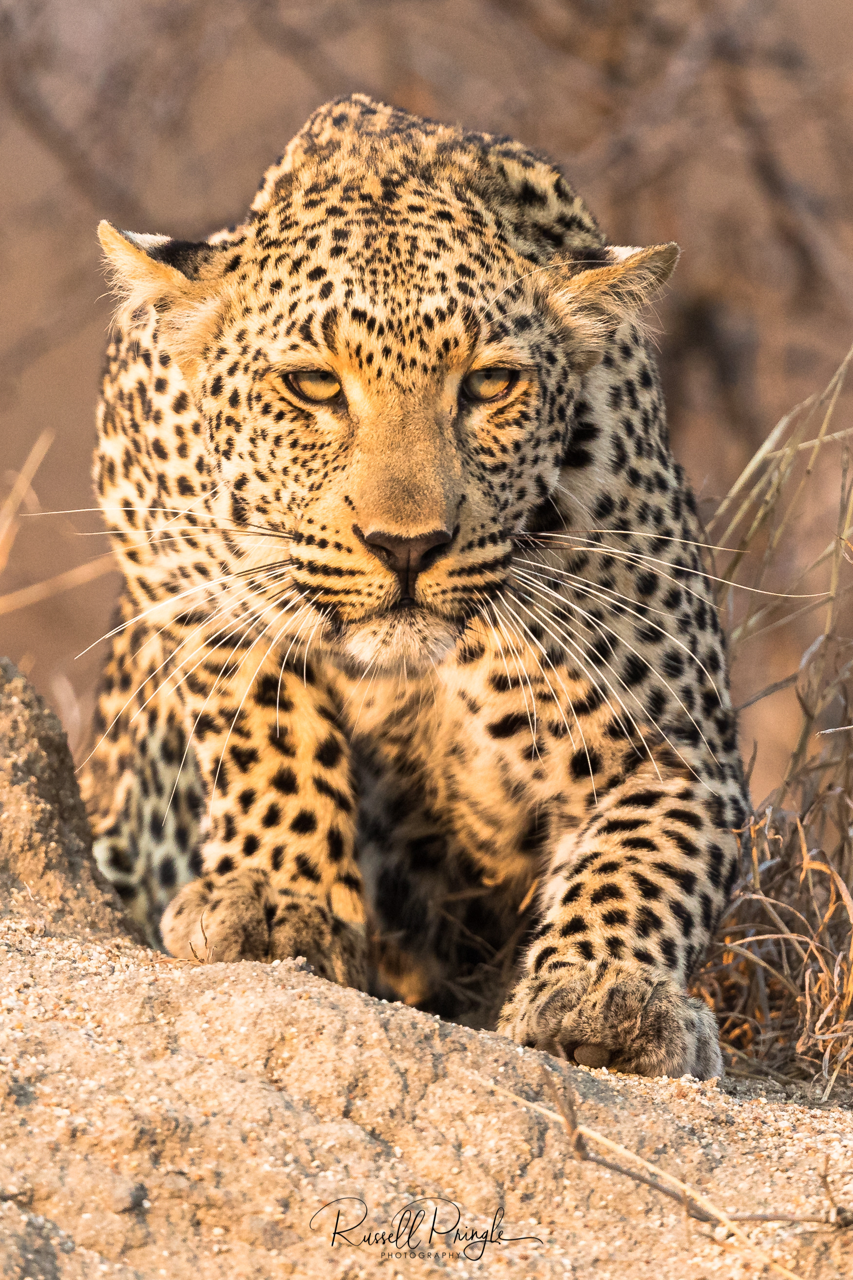Leopard-Sabi Sands