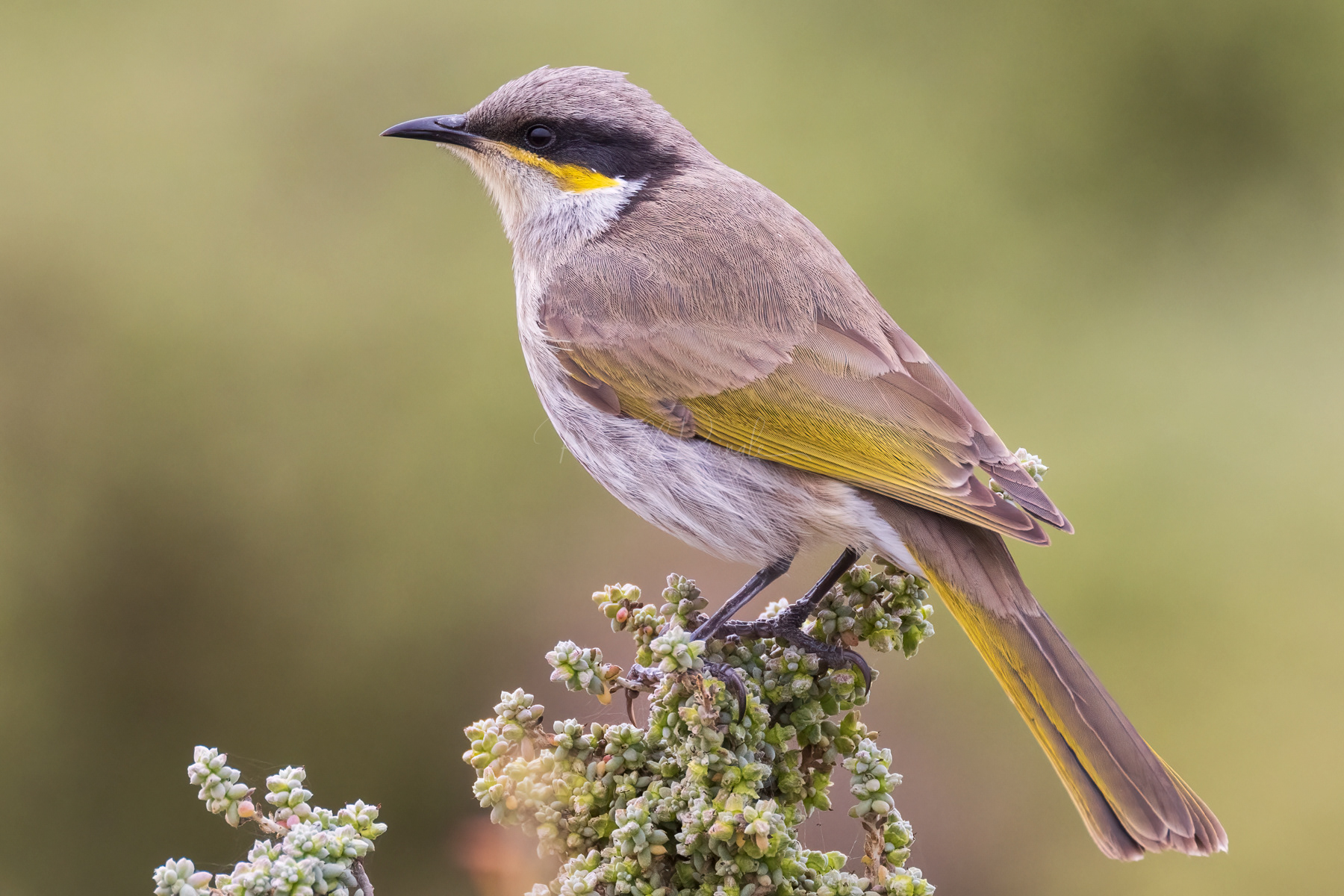 Singing Honeyeater