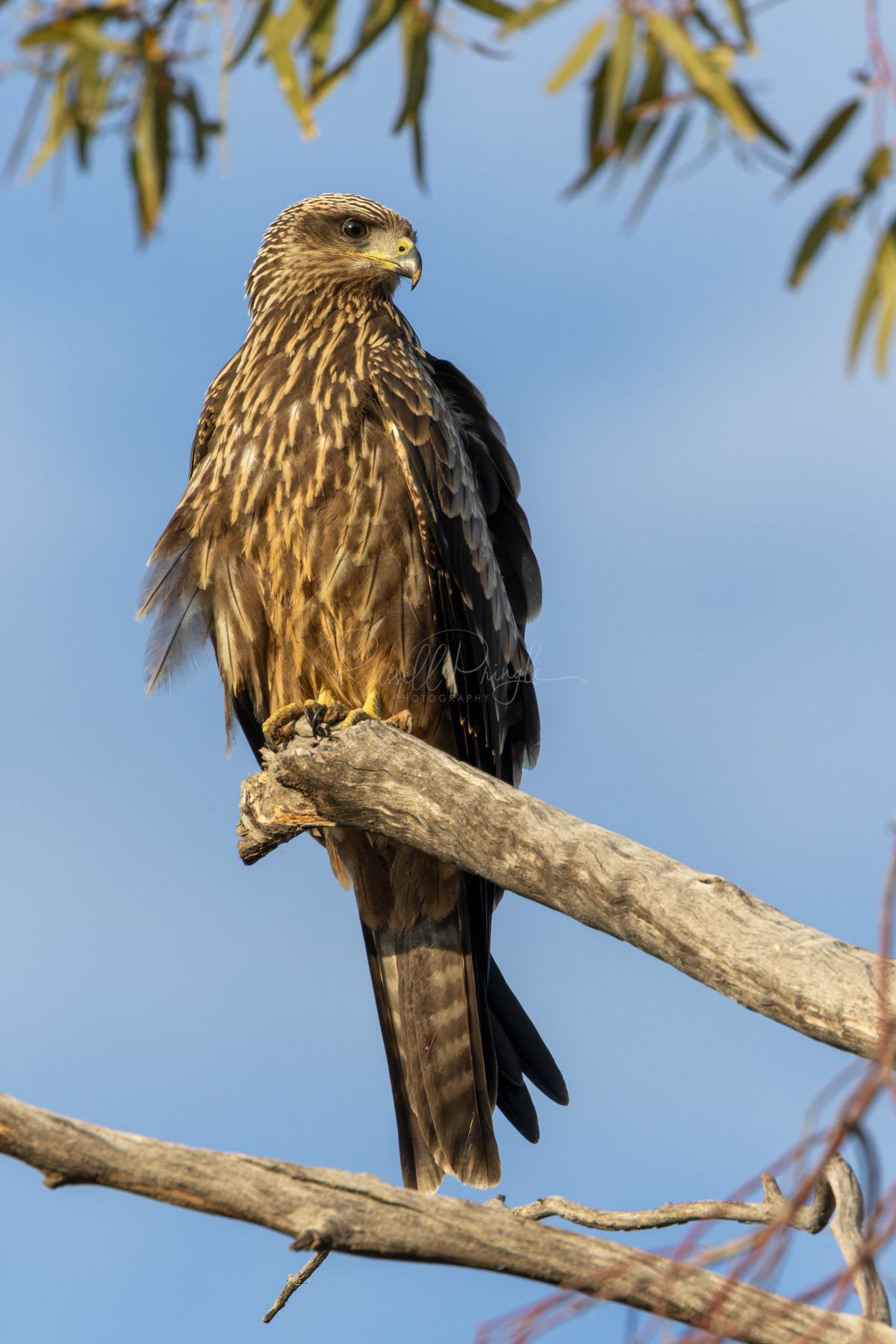 Black Kite