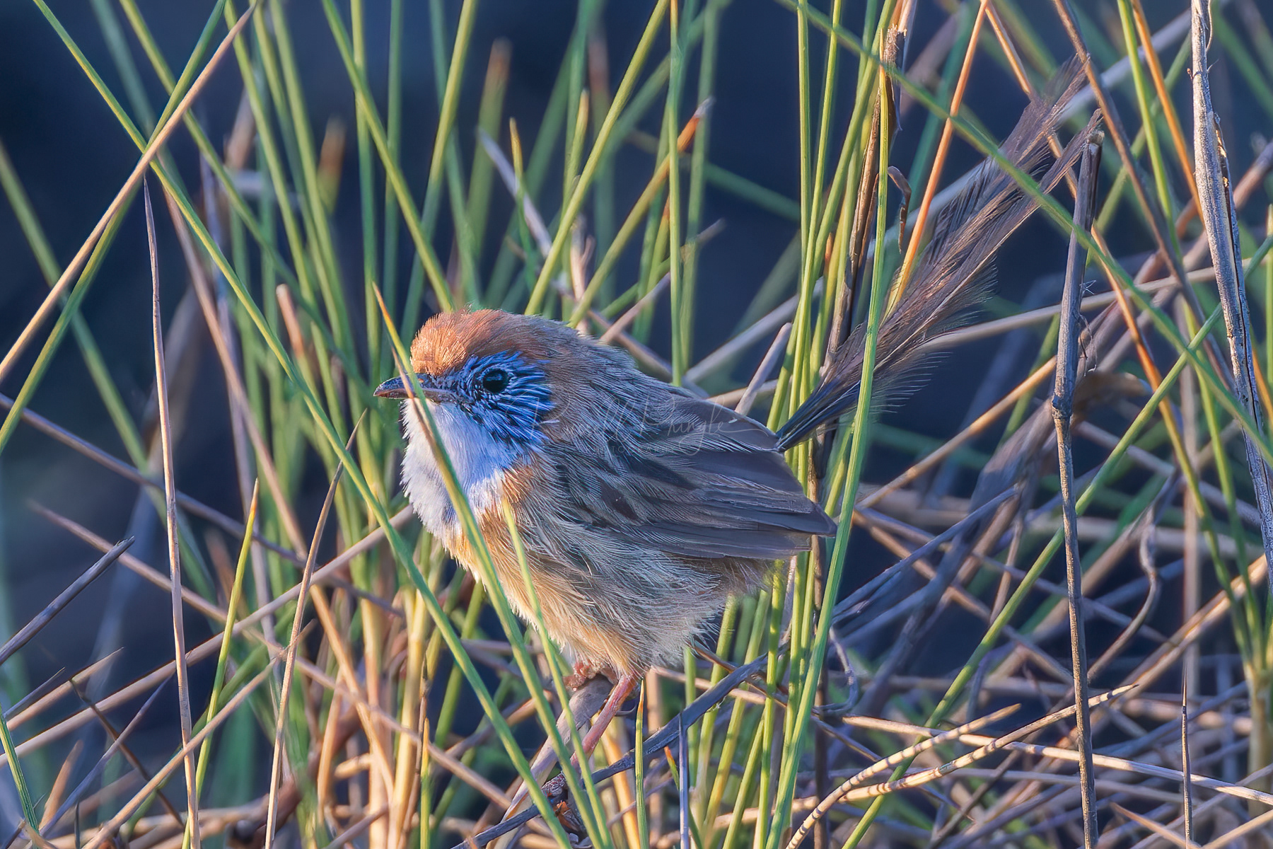 Mallee Emuwren (male)