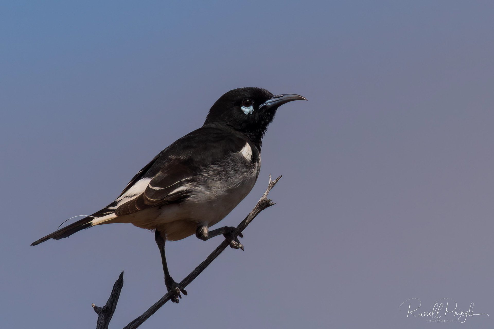 Pied Honeyeater (Male)
