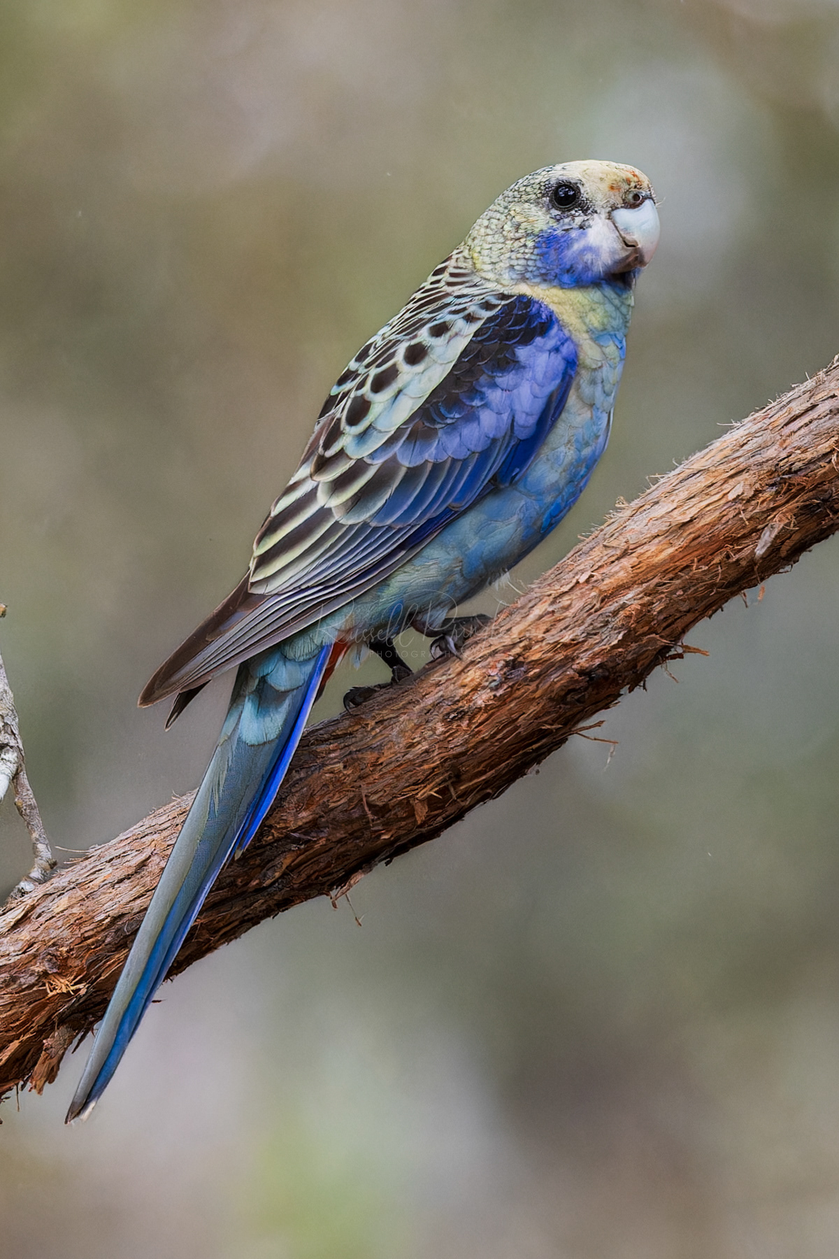 Blue-cheeked Rosella (male)