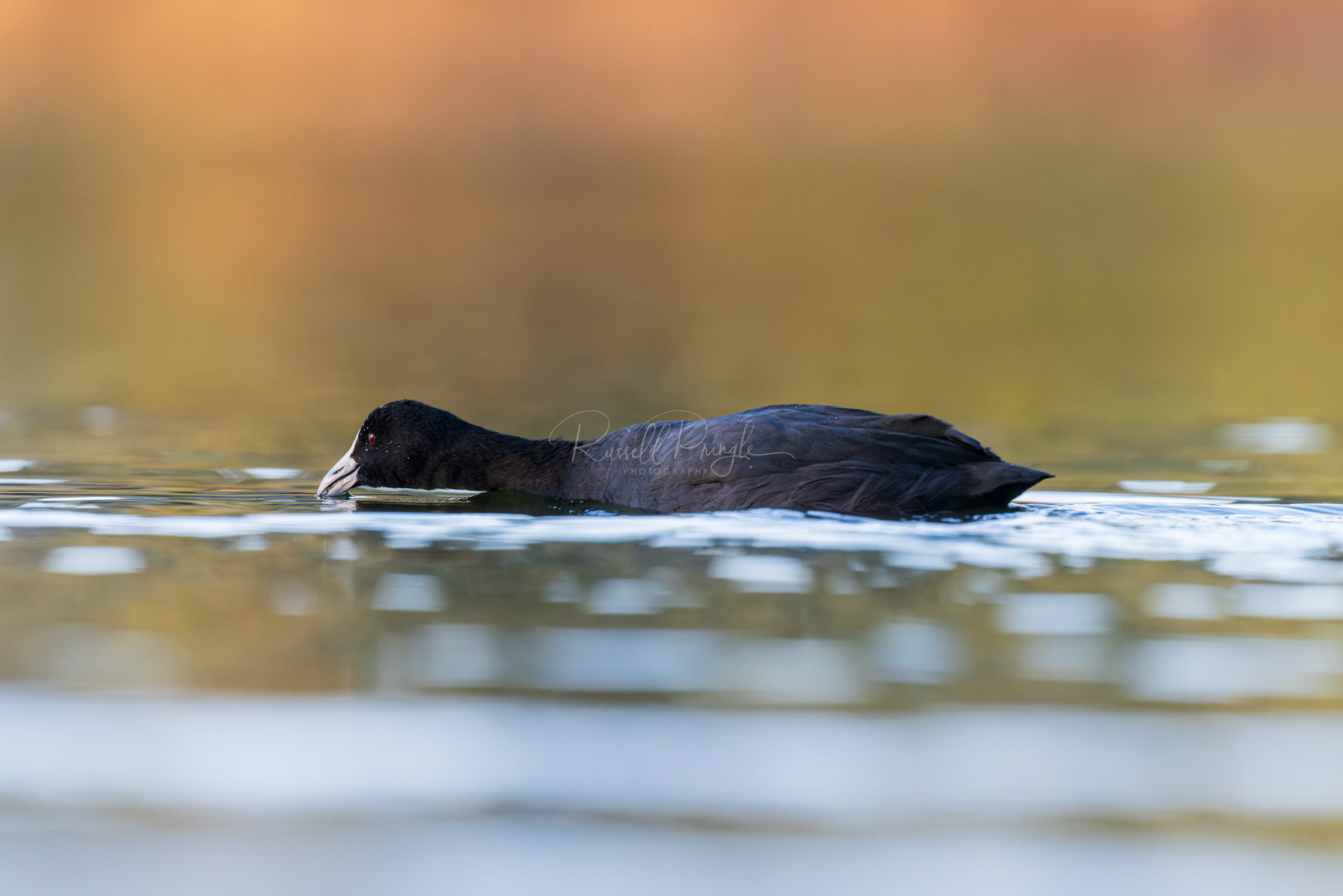 Eurasian Coot