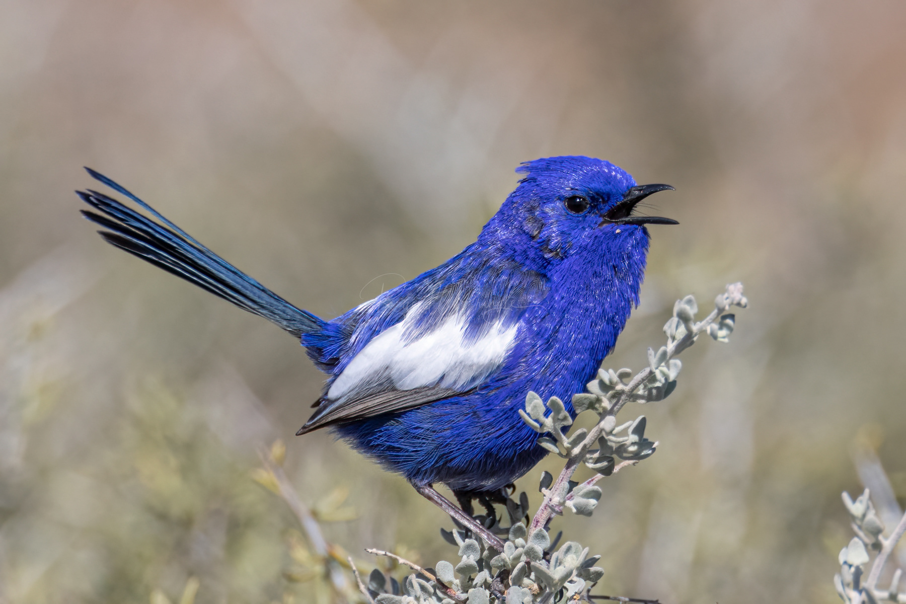 White-winged Fairywren (male)