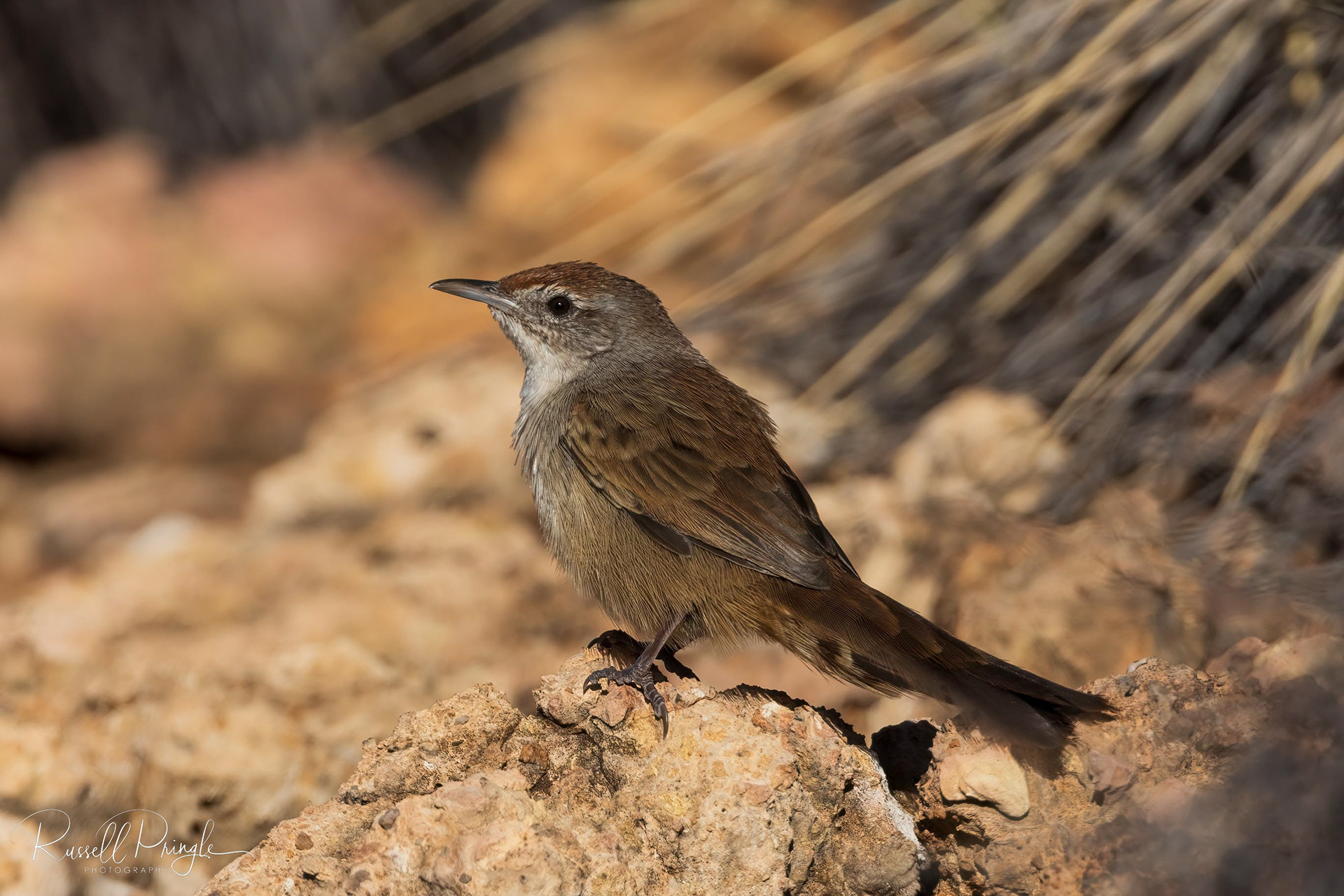 Spinifexbird