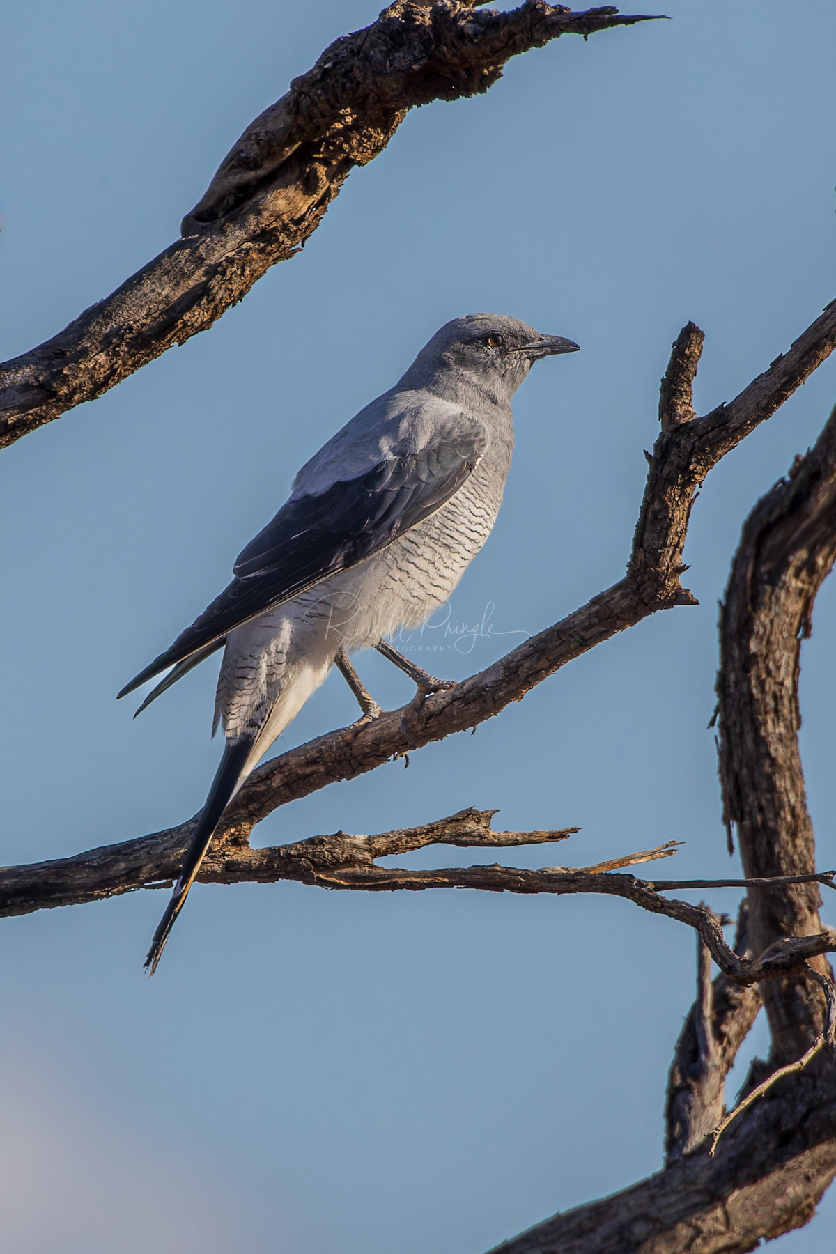 Ground Cuckoo-Shrike