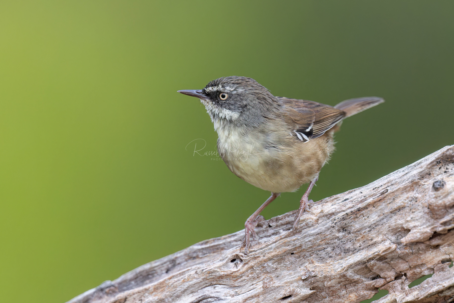 White-browed Scrubwren