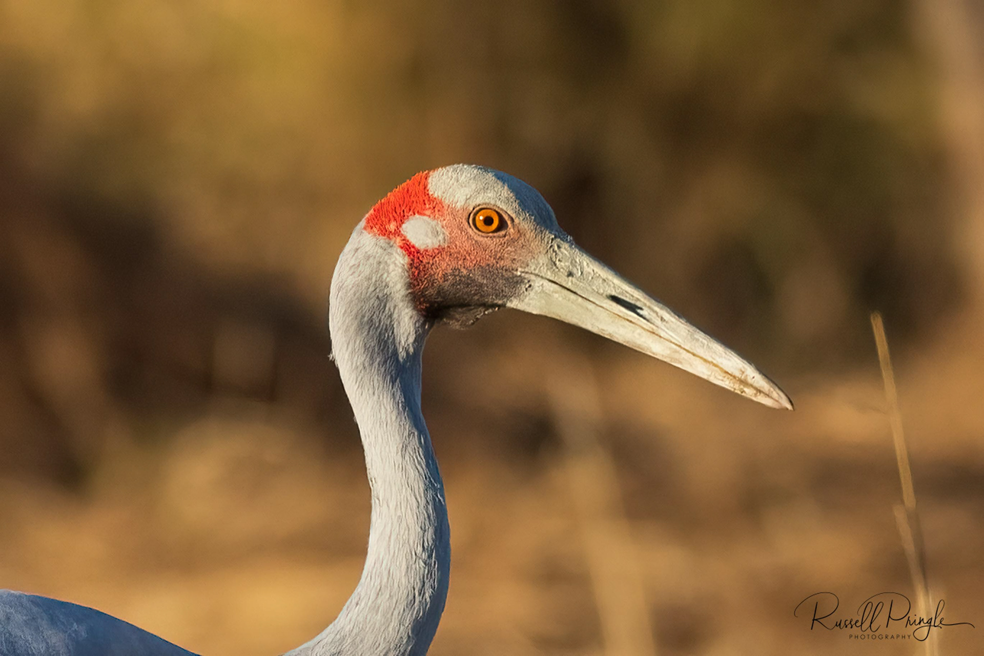 Brolga