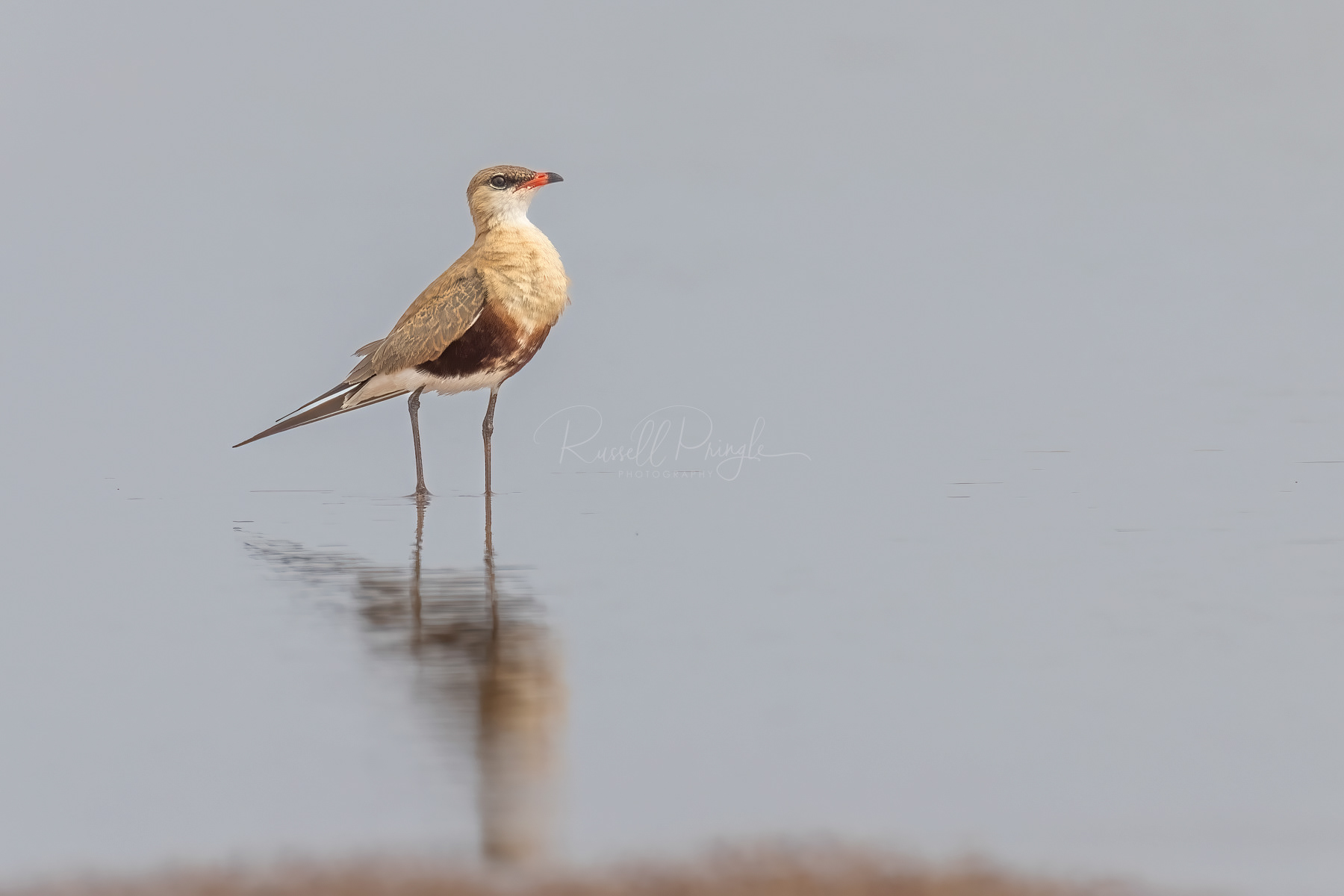 Australian Pratincole