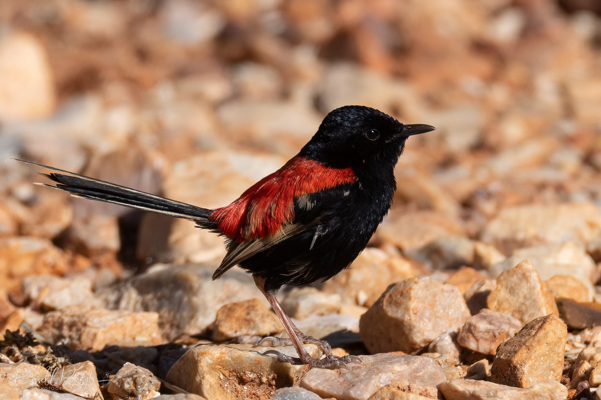 Red-backed Fairywren (Male)