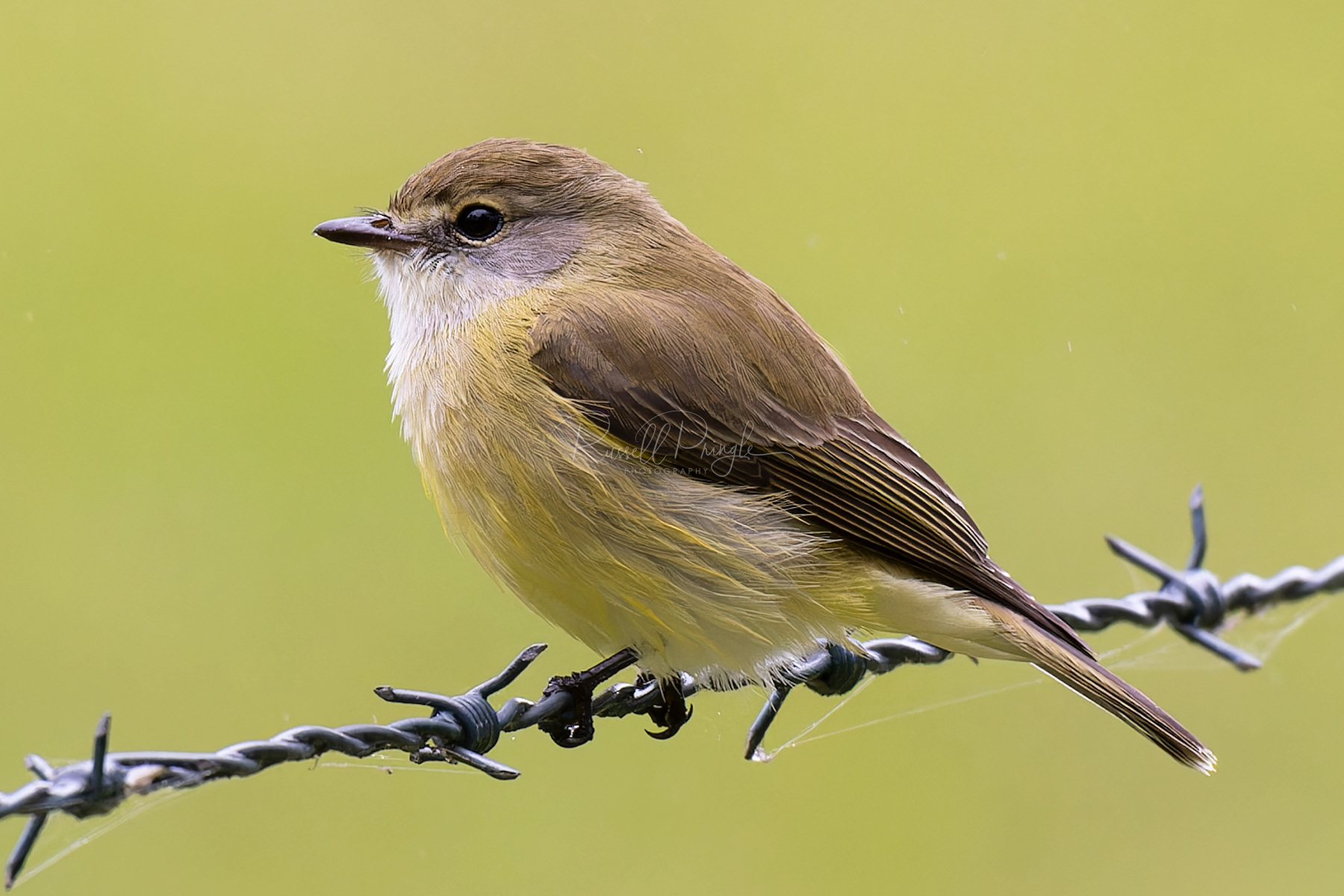 Lemon-bellied Fly-Robin