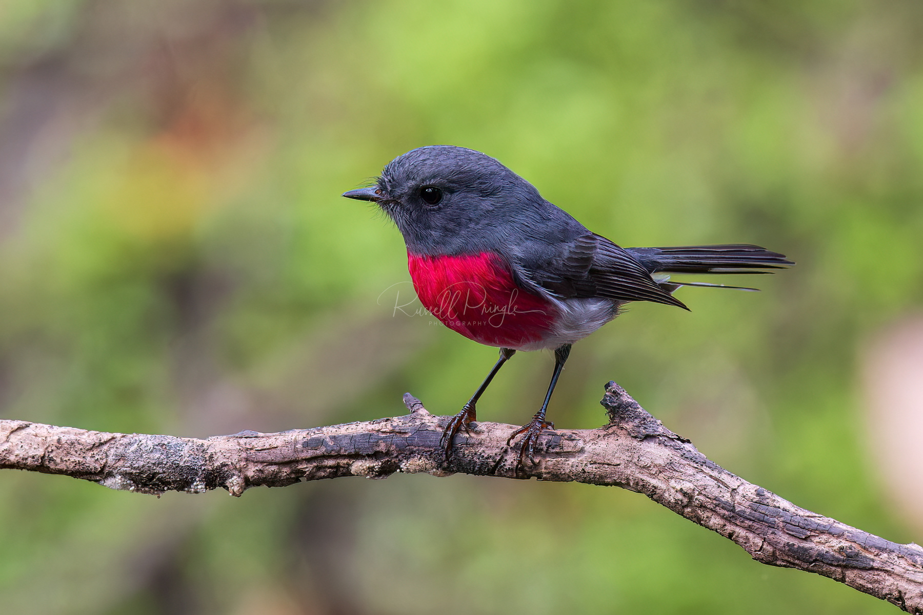 Rose Robin (male)