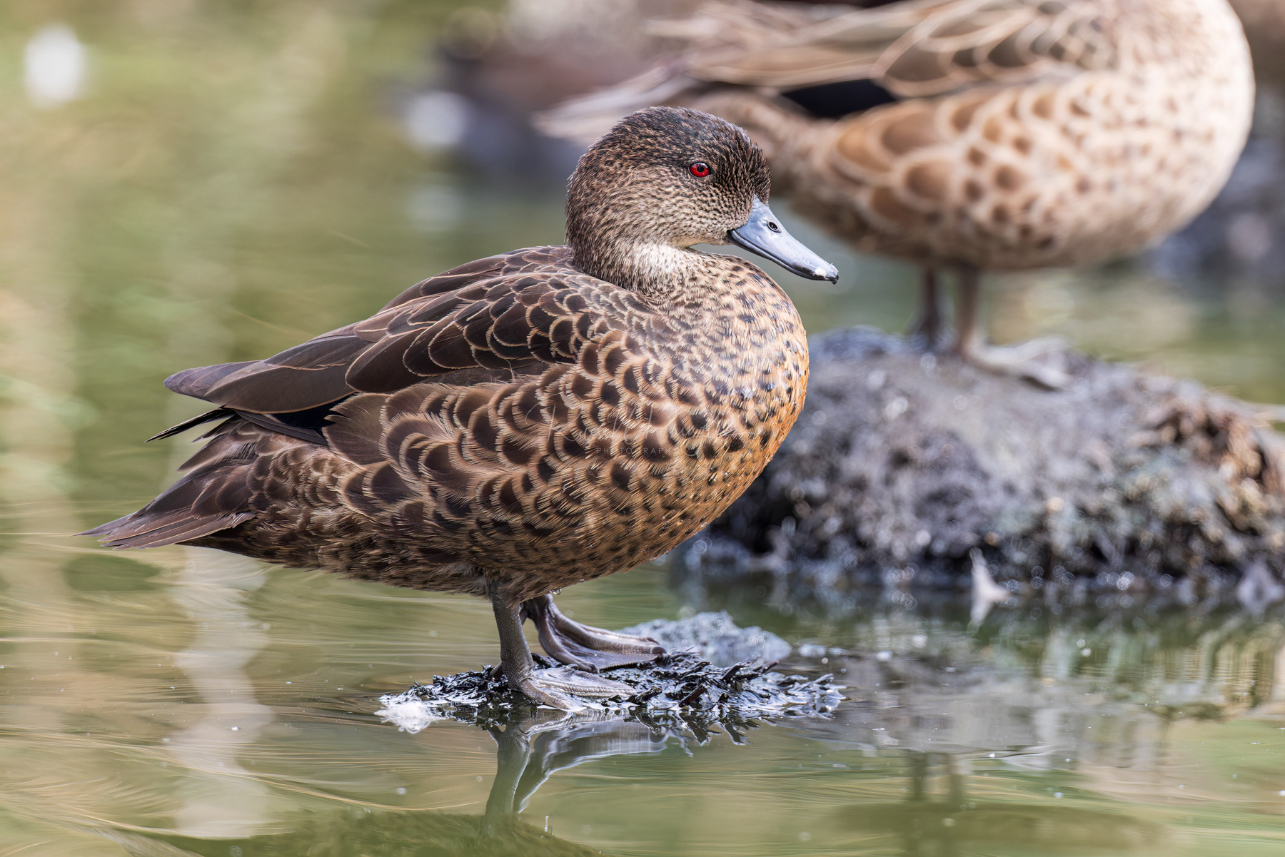 Chestnut Teal (female)